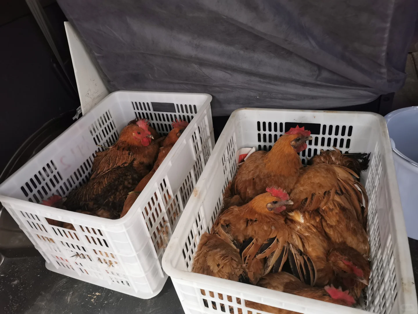 重庆大渡口双山也有土鸡土鸭农产品了