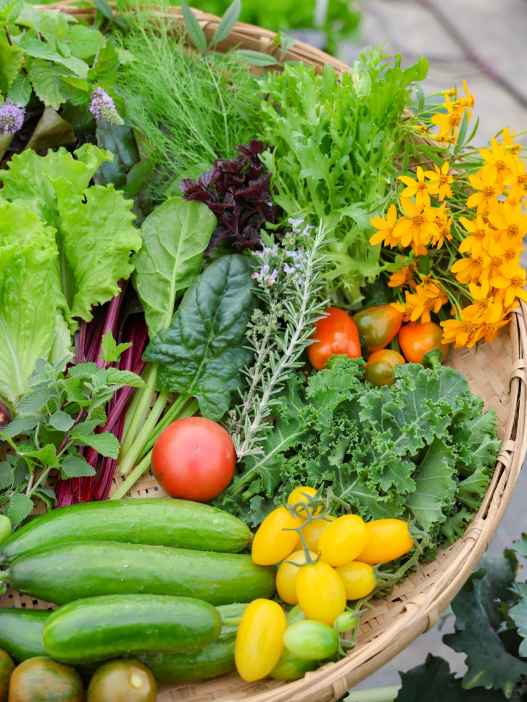 谁懂收菜的快乐啊？