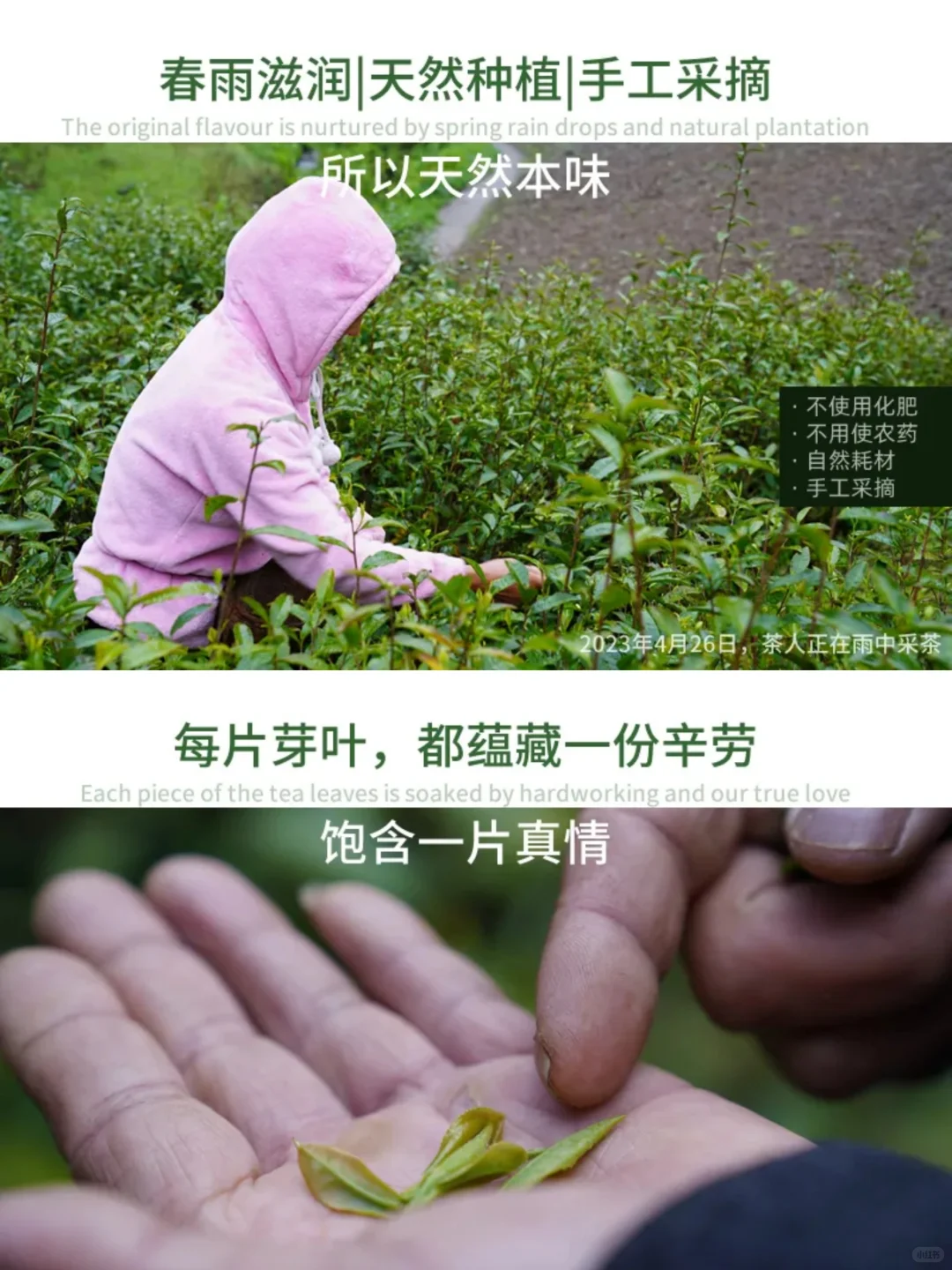 茶叶助农｜一份来自秦岭深处的?礼物