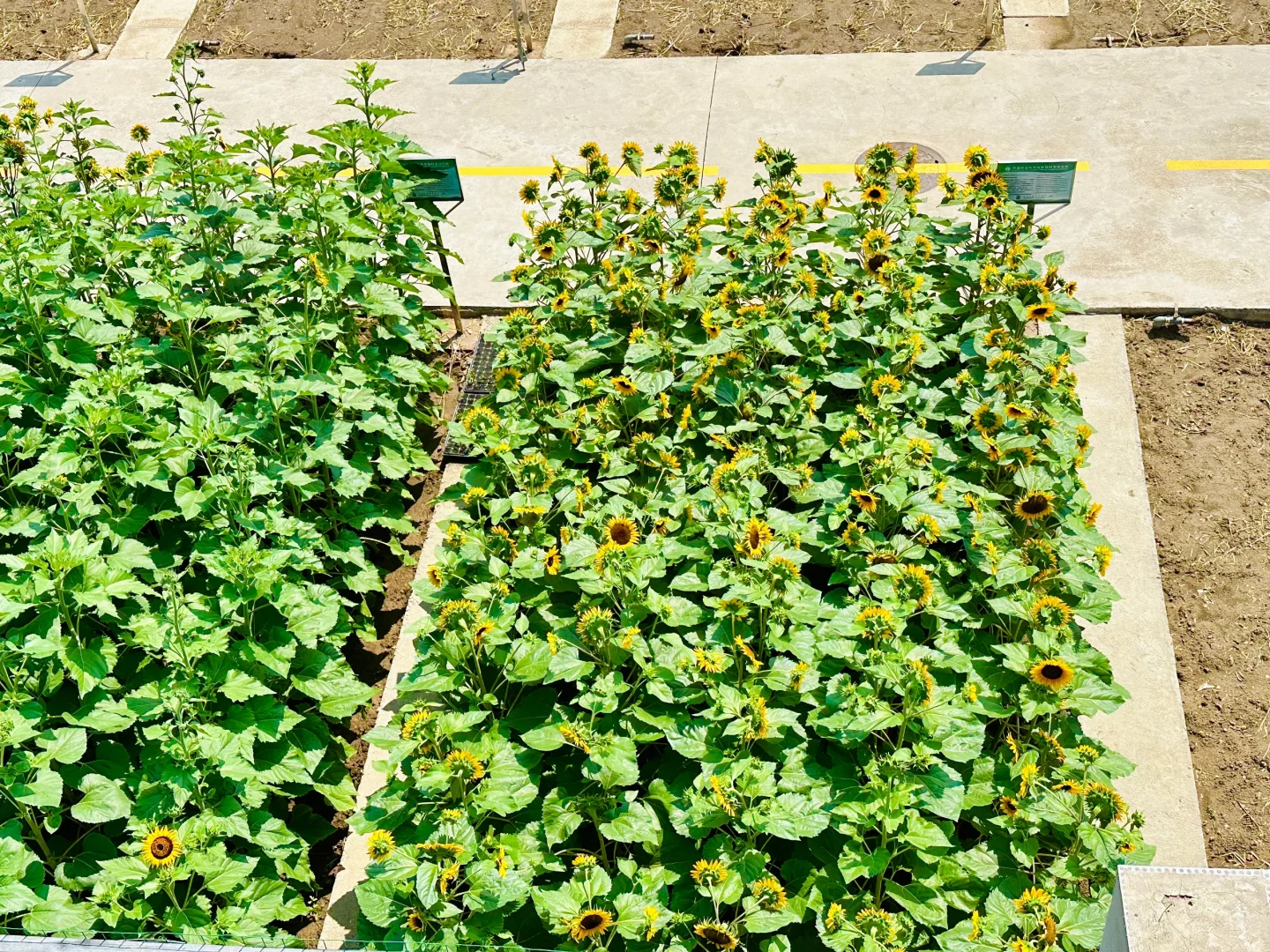 猜猜我们农科院北京三环的地里都种点儿啥！