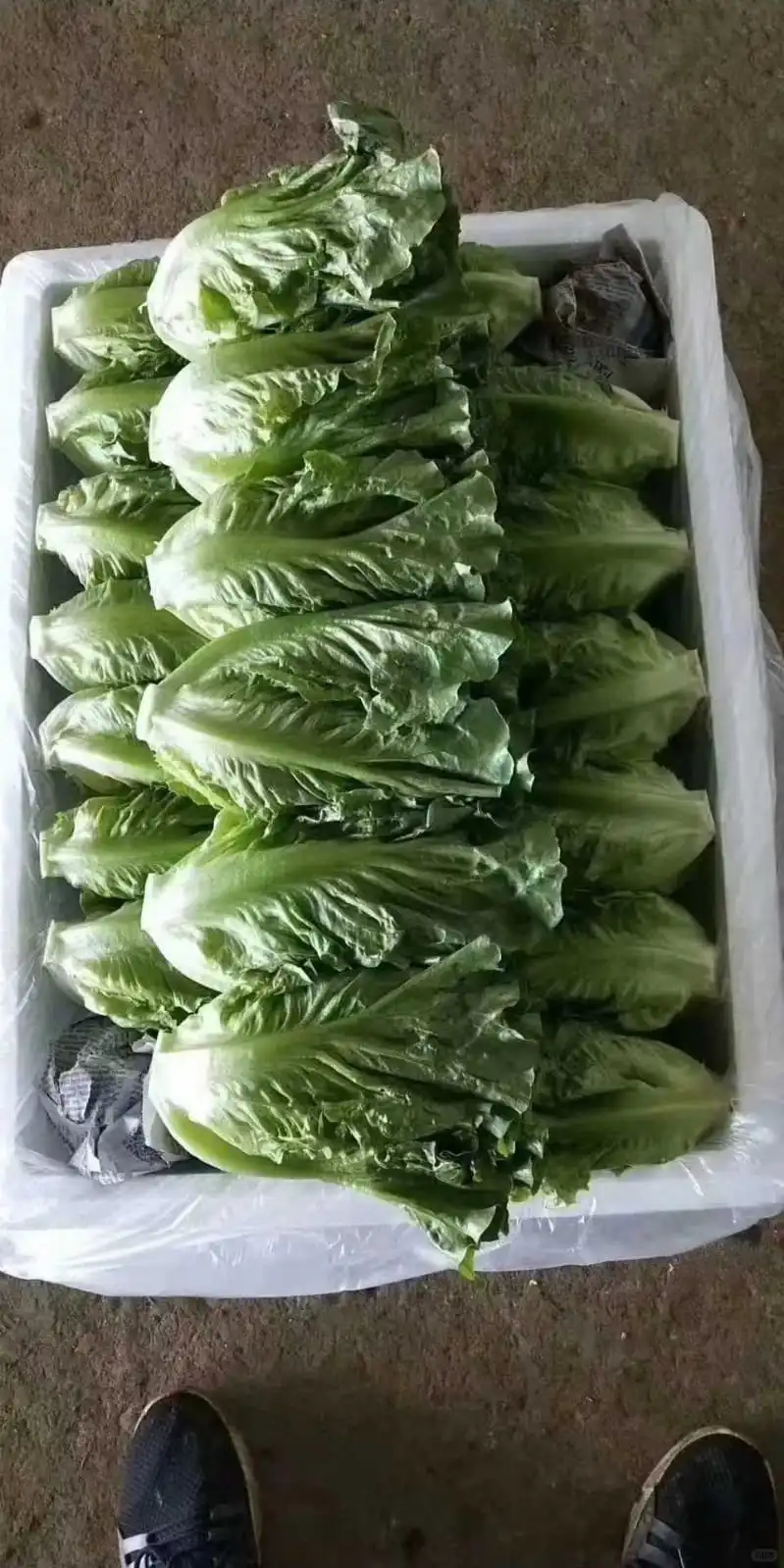 港蔬菜,一條龍??服務 优质客户可月結