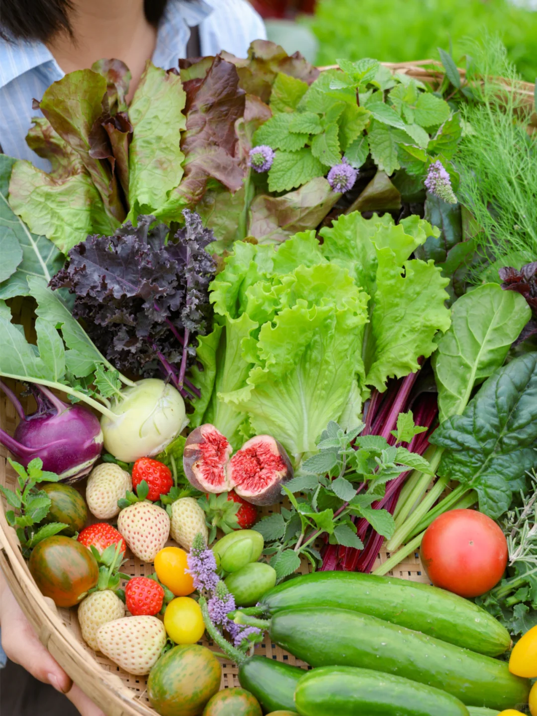 谁懂收菜的快乐啊？