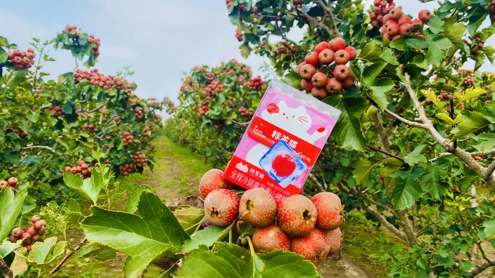 溯源：标签猫山楂园 神奇的山楂