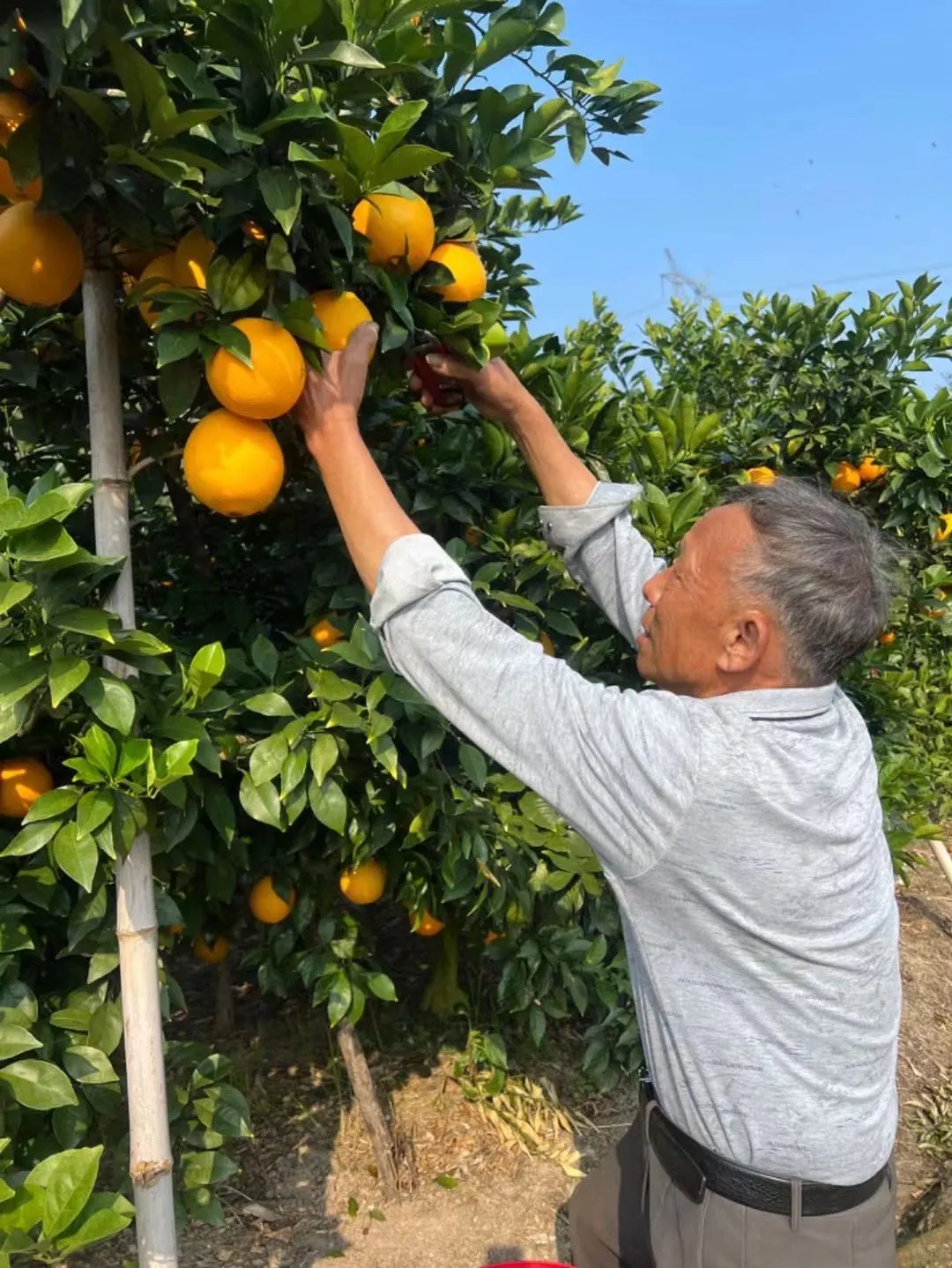 11.1!整个赣南又开始发脐橙了?