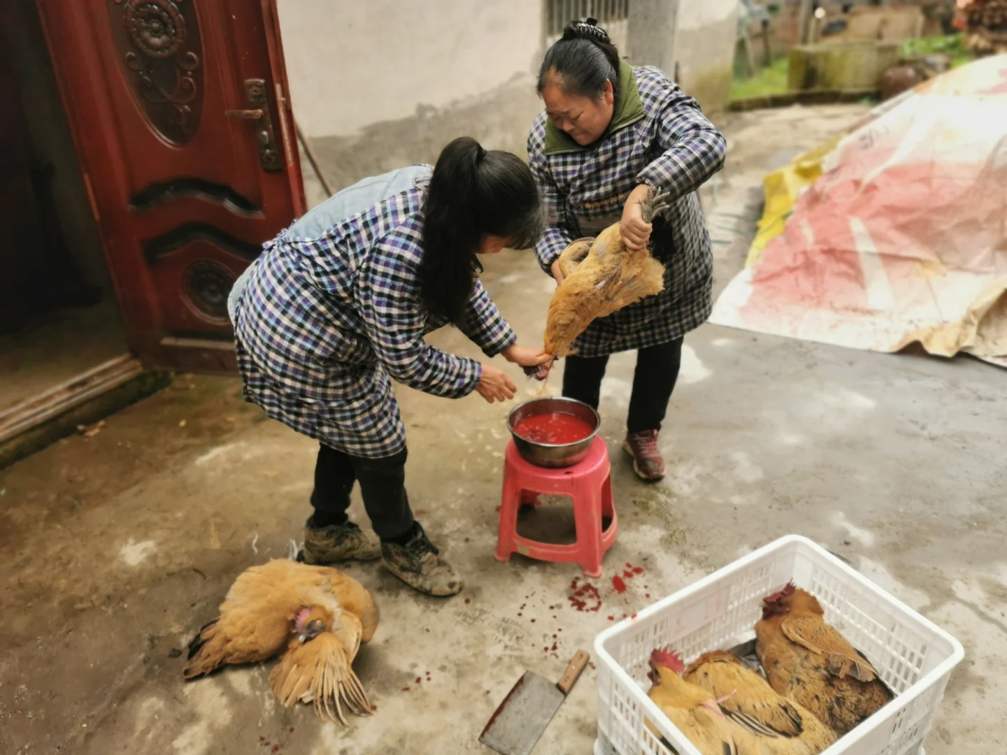 重庆大渡口双山也有土鸡土鸭农产品了