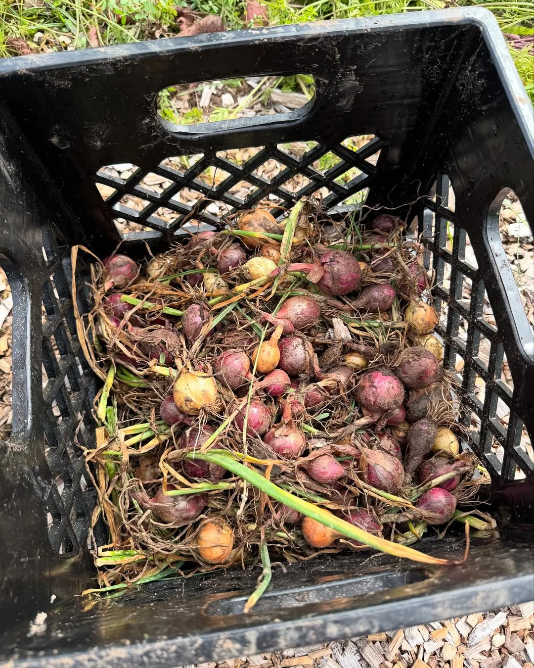 全年300➕ 蔬菜是孕妈妈宝宝辅食的选择