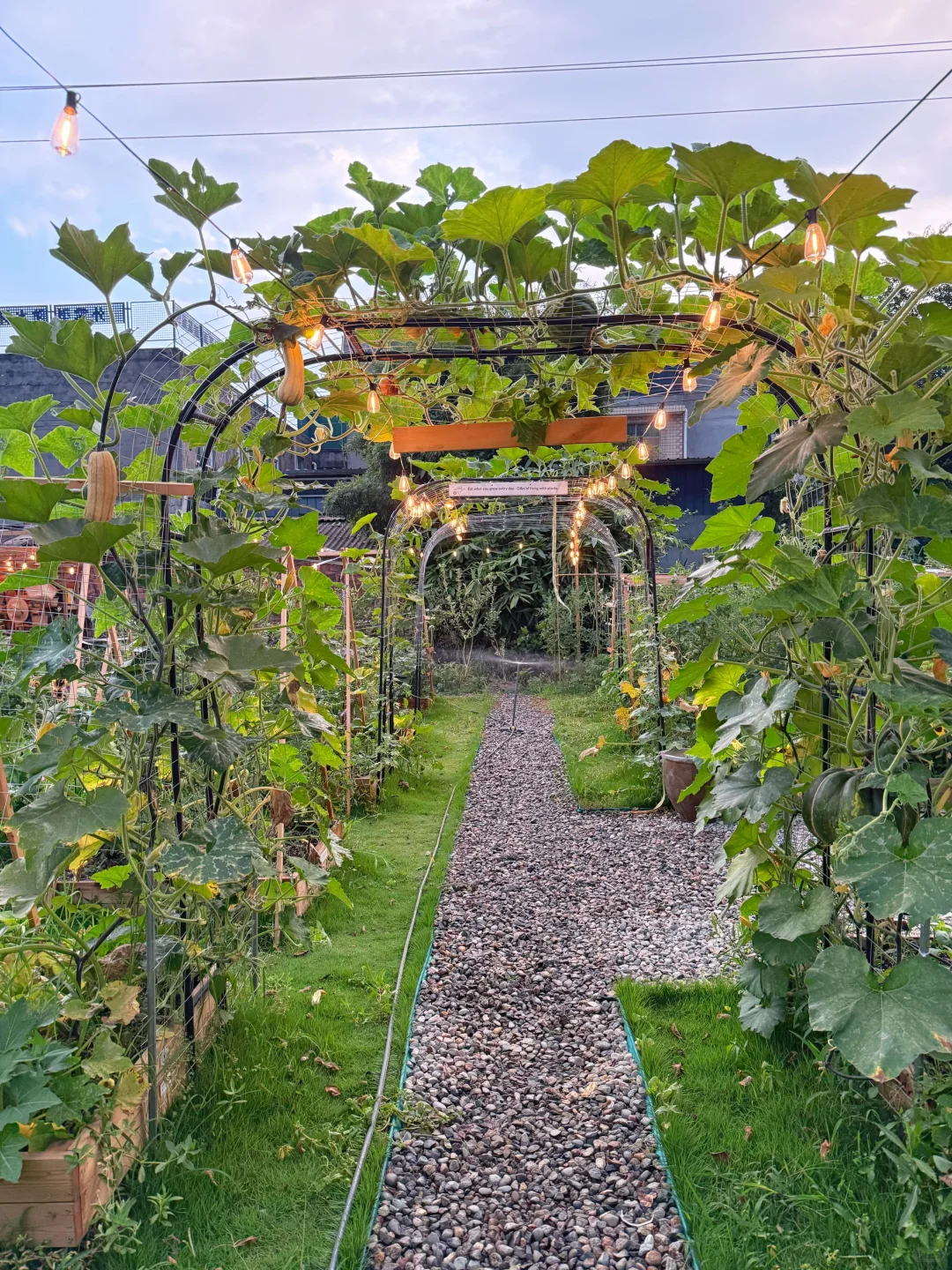 让瓜藤爬成拱门?实用又好看 省空间还遮阴