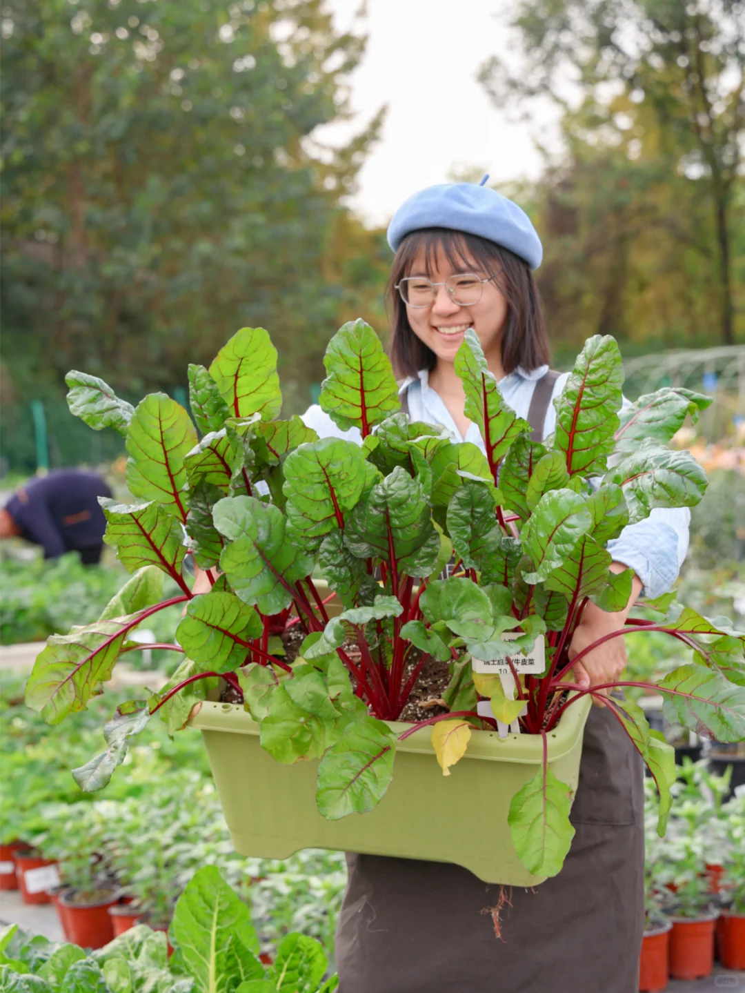 谁懂收菜的快乐啊？