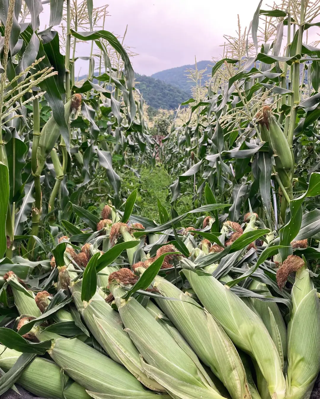甜度堪比蜂蜜的水果?我要把这款玉米告诉