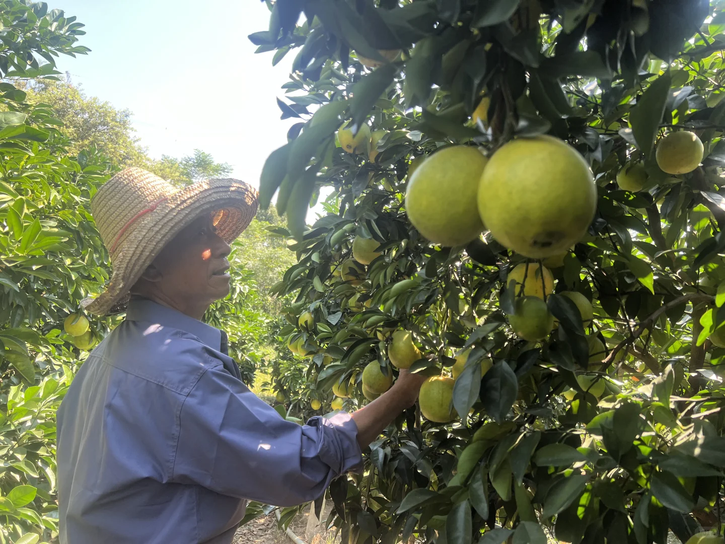 11.1!整个赣南又开始发脐橙了?