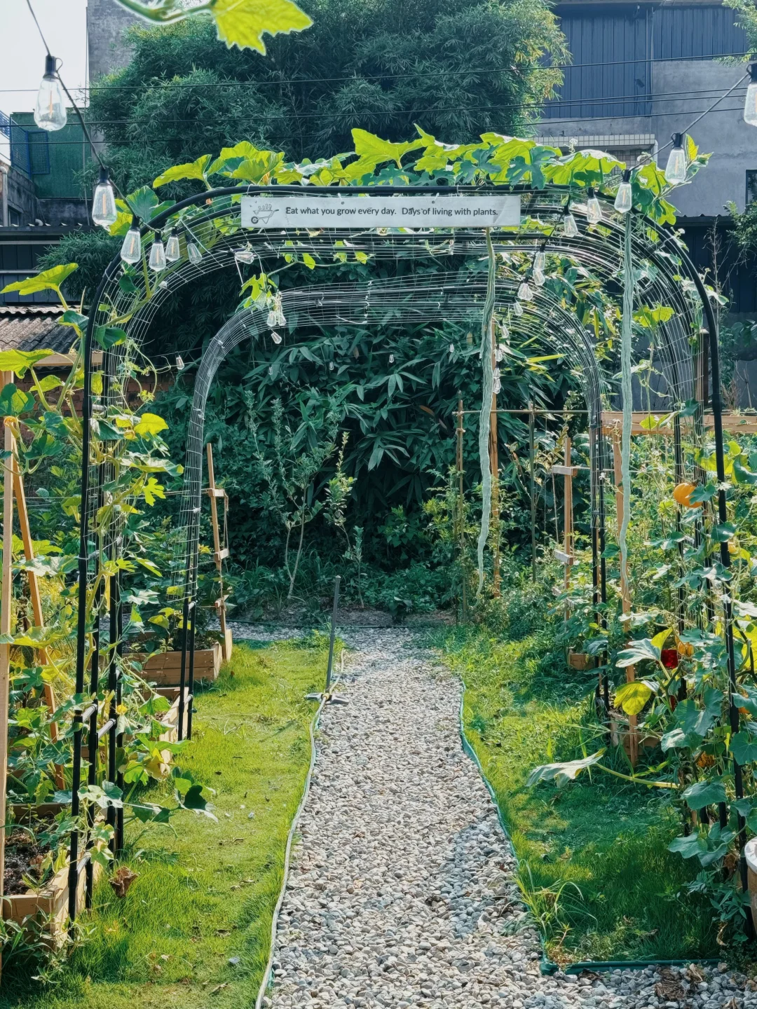 让瓜藤爬成拱门?实用又好看 省空间还遮阴