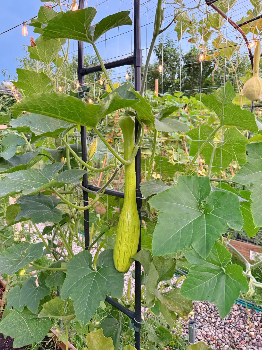 让瓜藤爬成拱门?实用又好看 省空间还遮阴