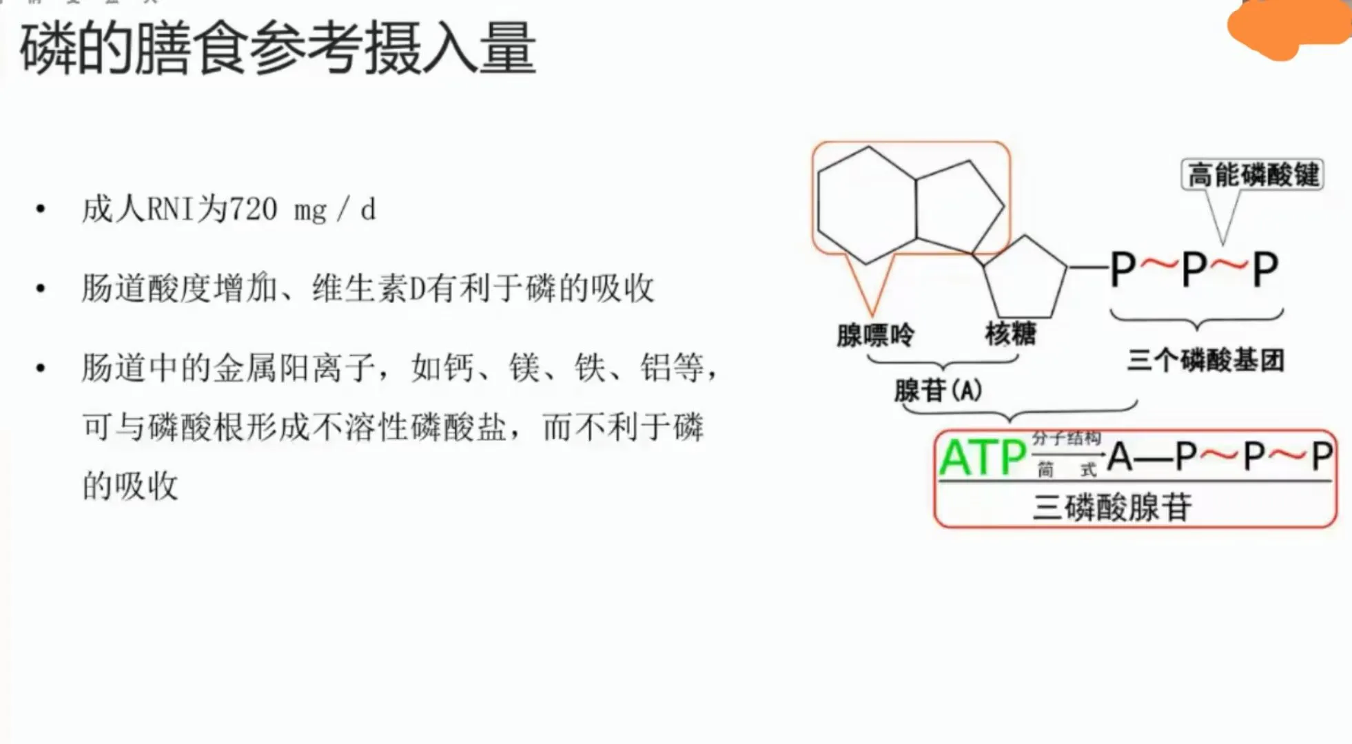 矿物质—常量元素—磷介绍