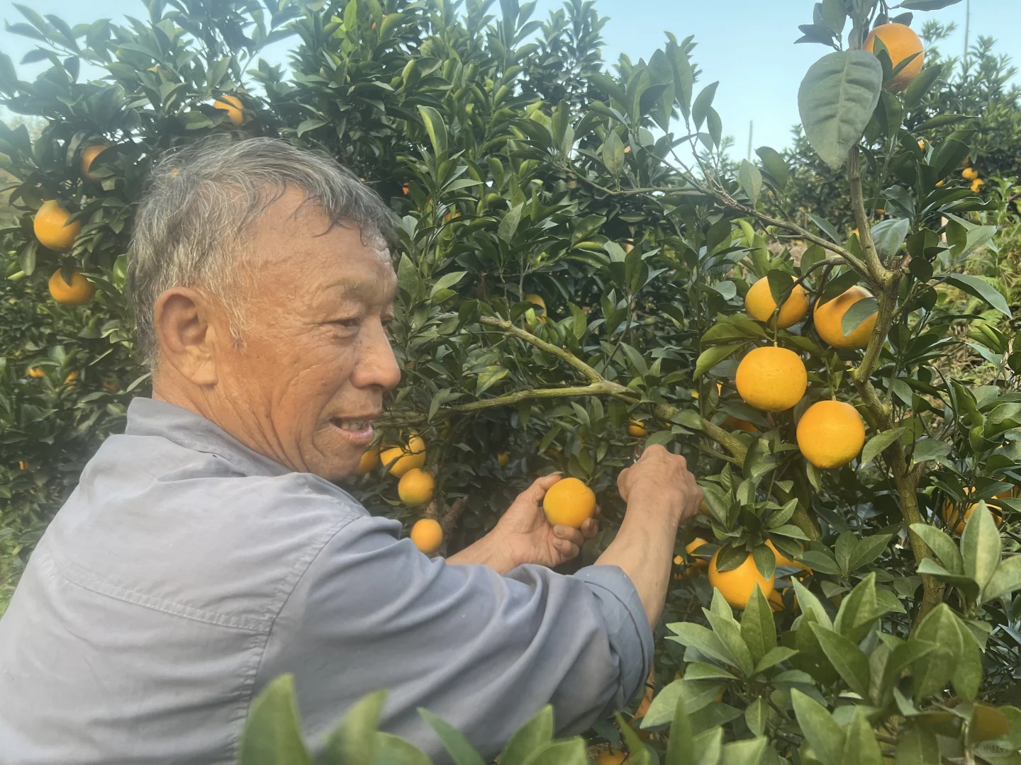 11.1!整个赣南又开始发脐橙了?