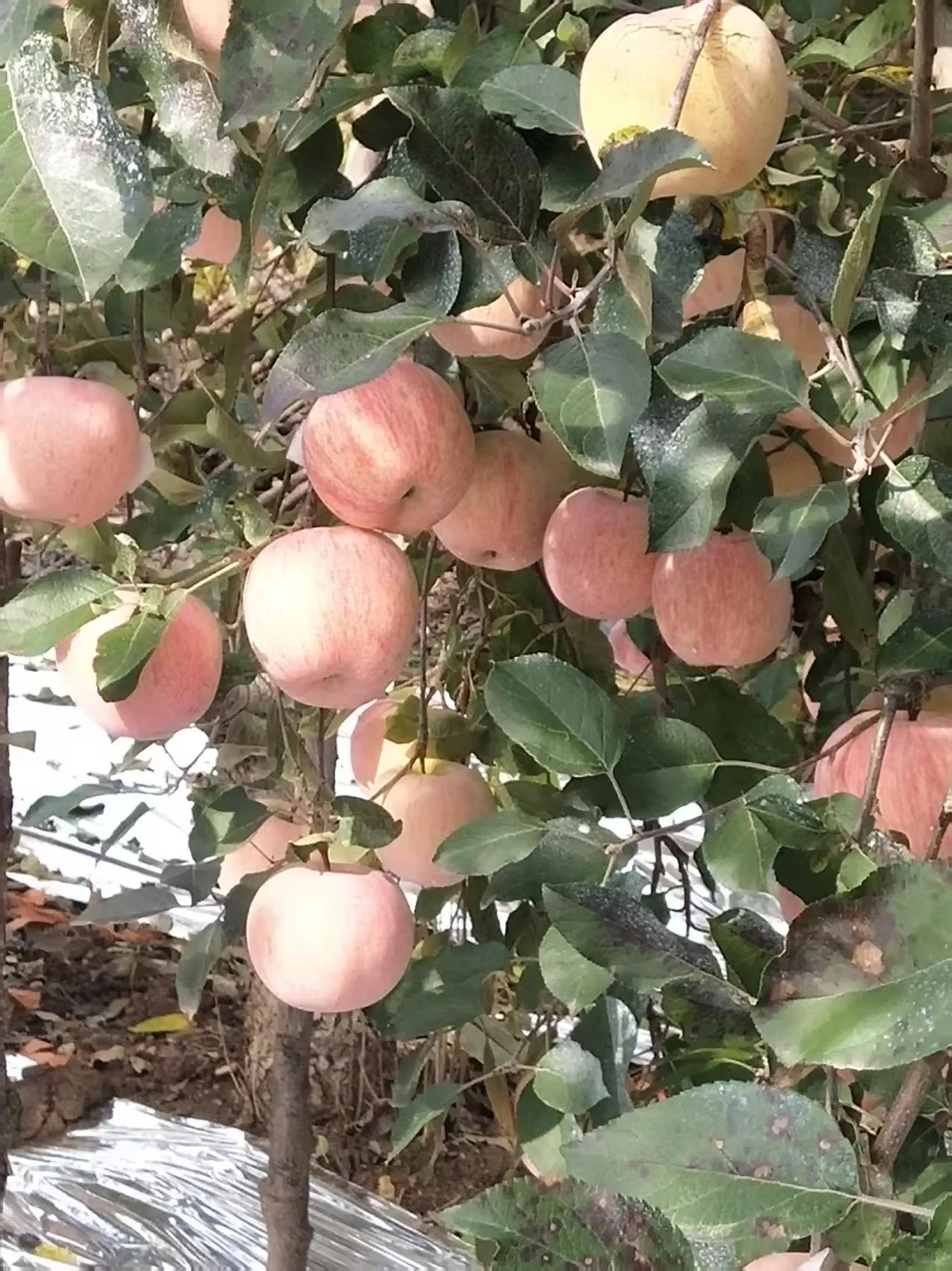 烟台！文化路农贸市场水果店