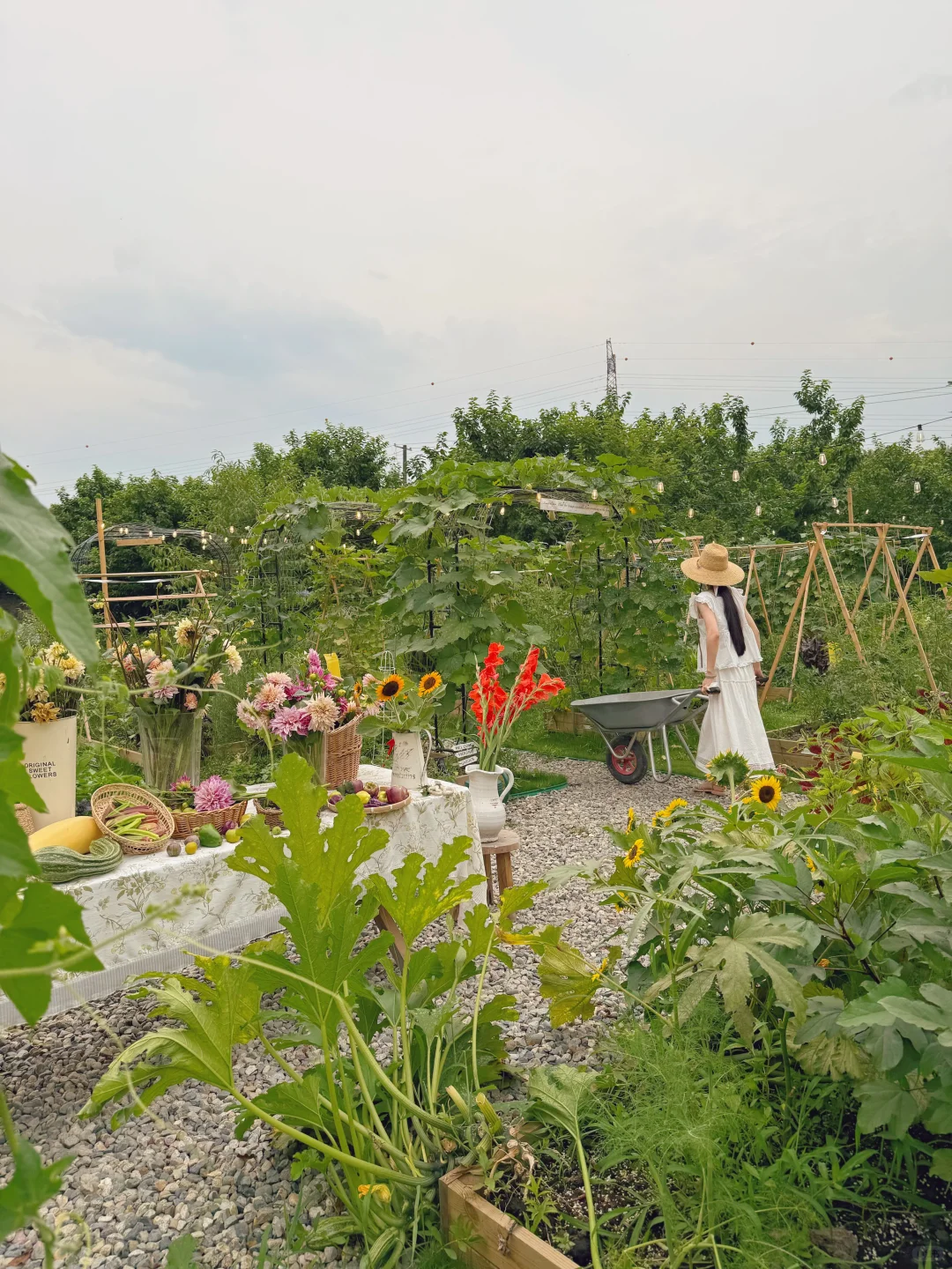 让瓜藤爬成拱门?实用又好看 省空间还遮阴
