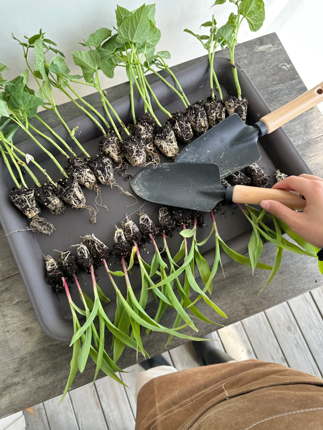 人生第一次种地！是“向往的田园生活了”