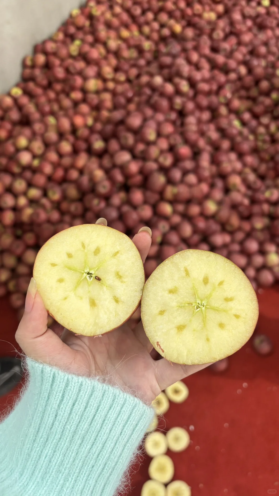 【招募令】昭通“丑苹果”溯源直播达人合作