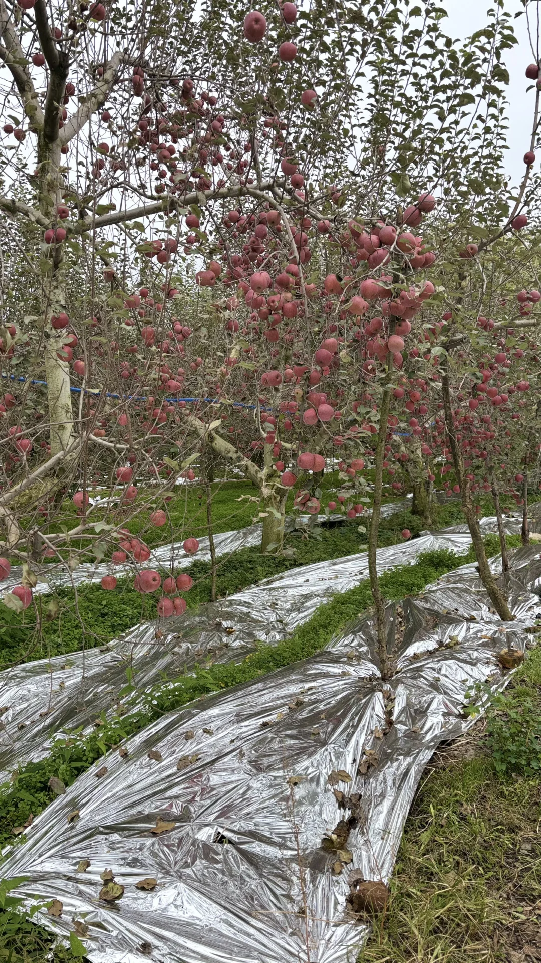【招募令】昭通“丑苹果”溯源直播达人合作