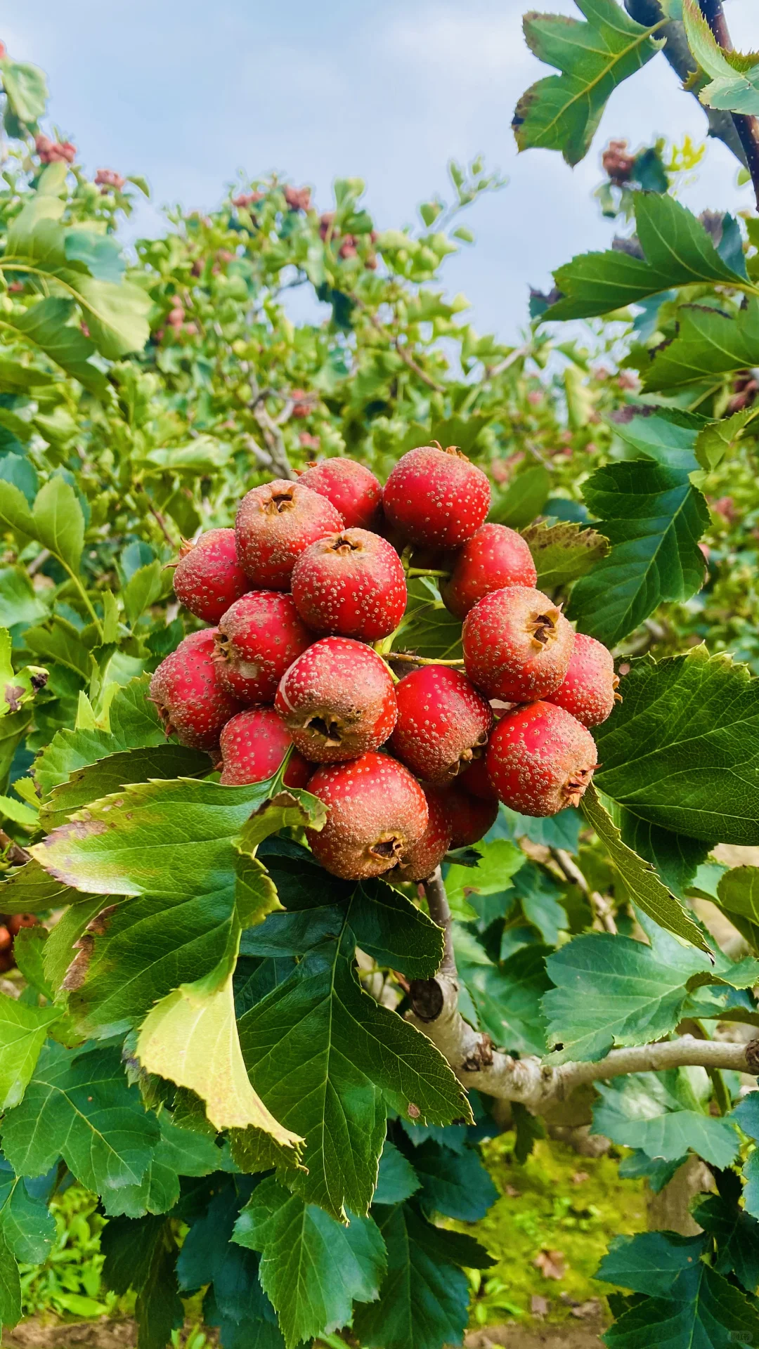 溯源：标签猫山楂园 神奇的山楂