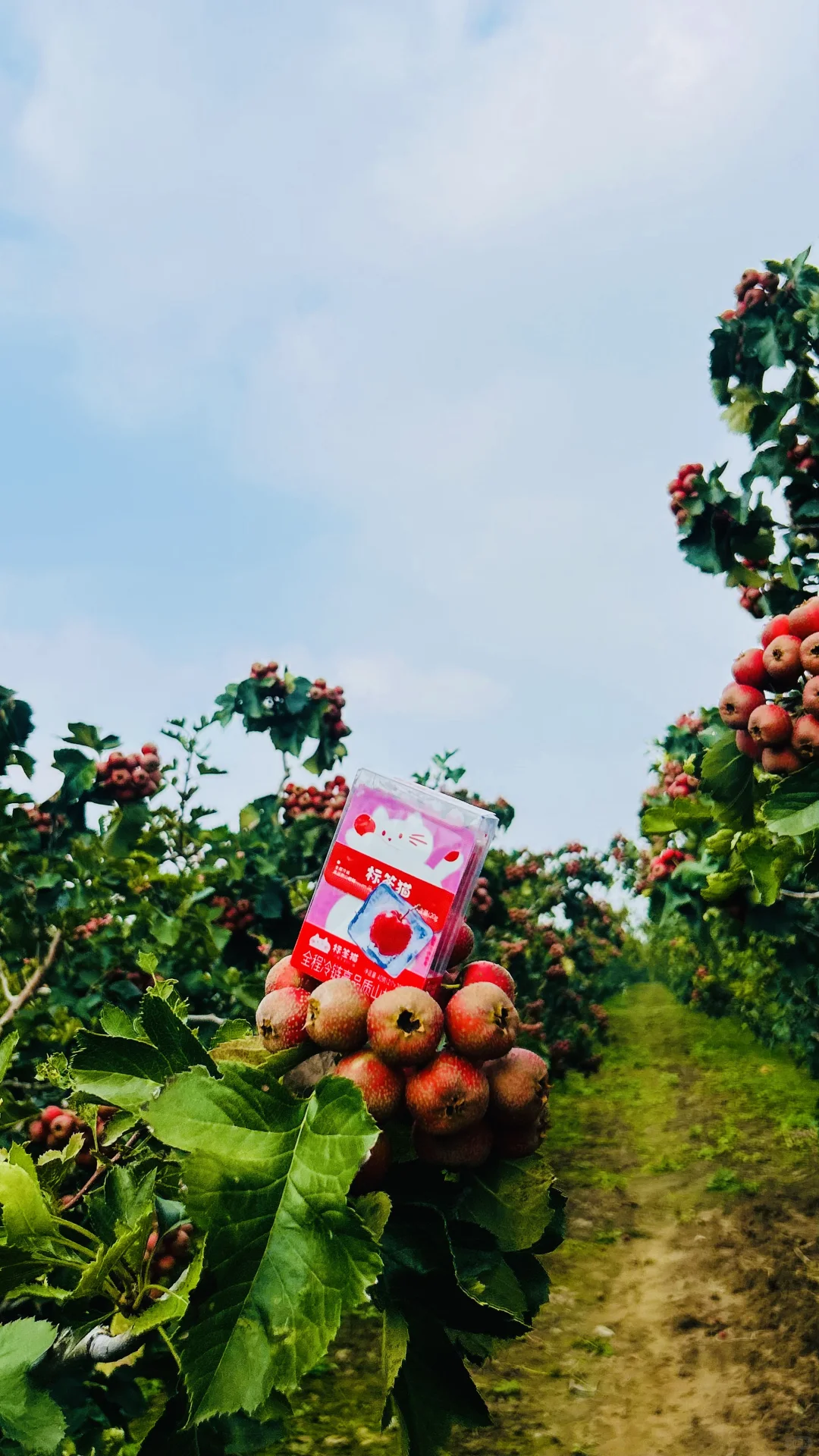 溯源：标签猫山楂园 神奇的山楂