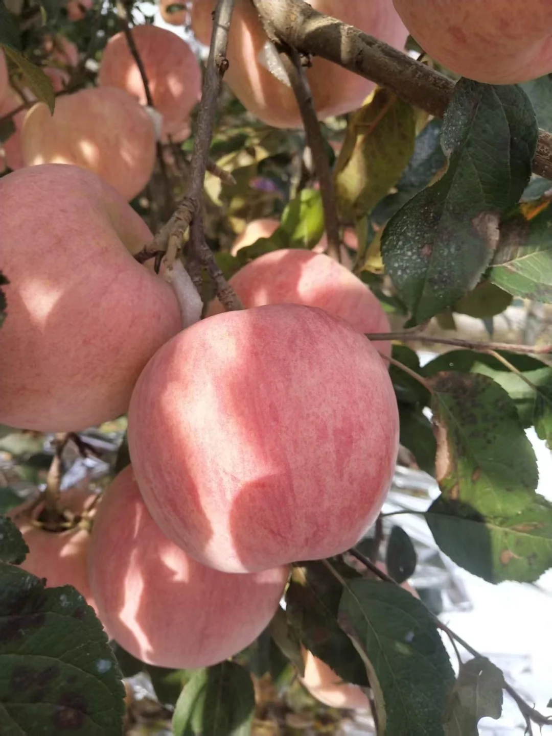 烟台！文化路农贸市场水果店