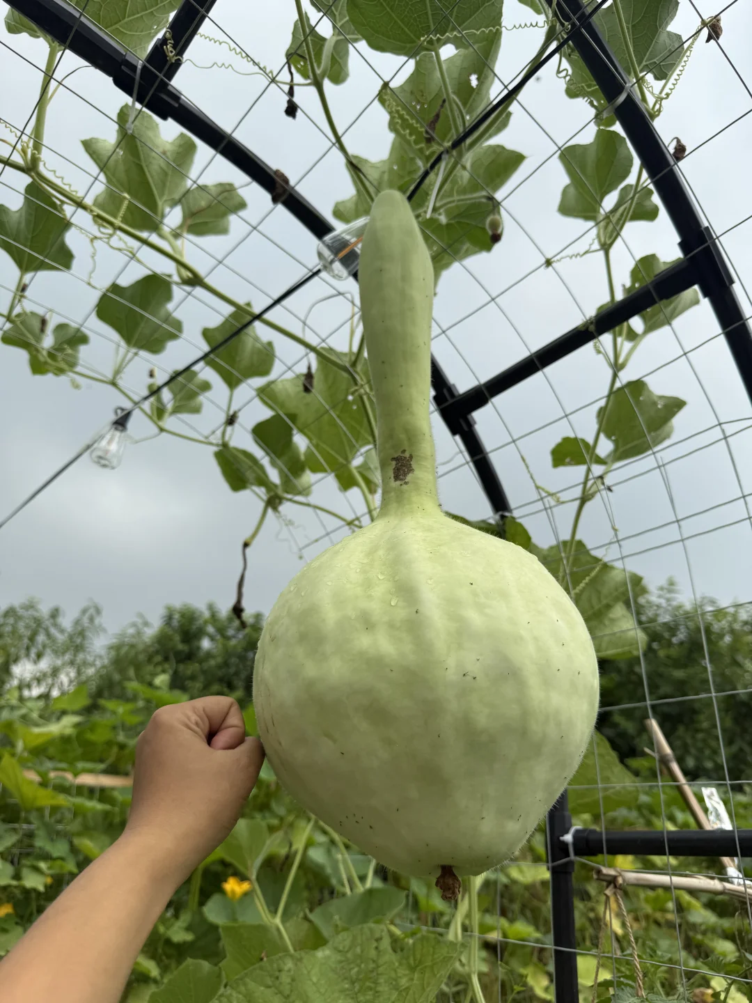 让瓜藤爬成拱门?实用又好看 省空间还遮阴