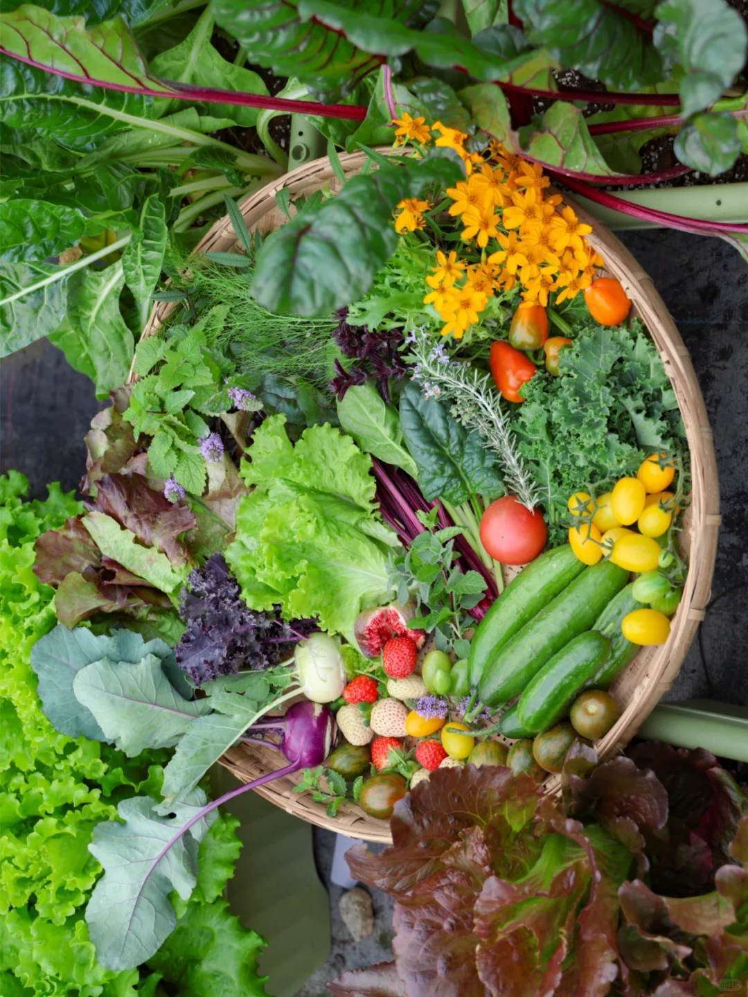 谁懂收菜的快乐啊？