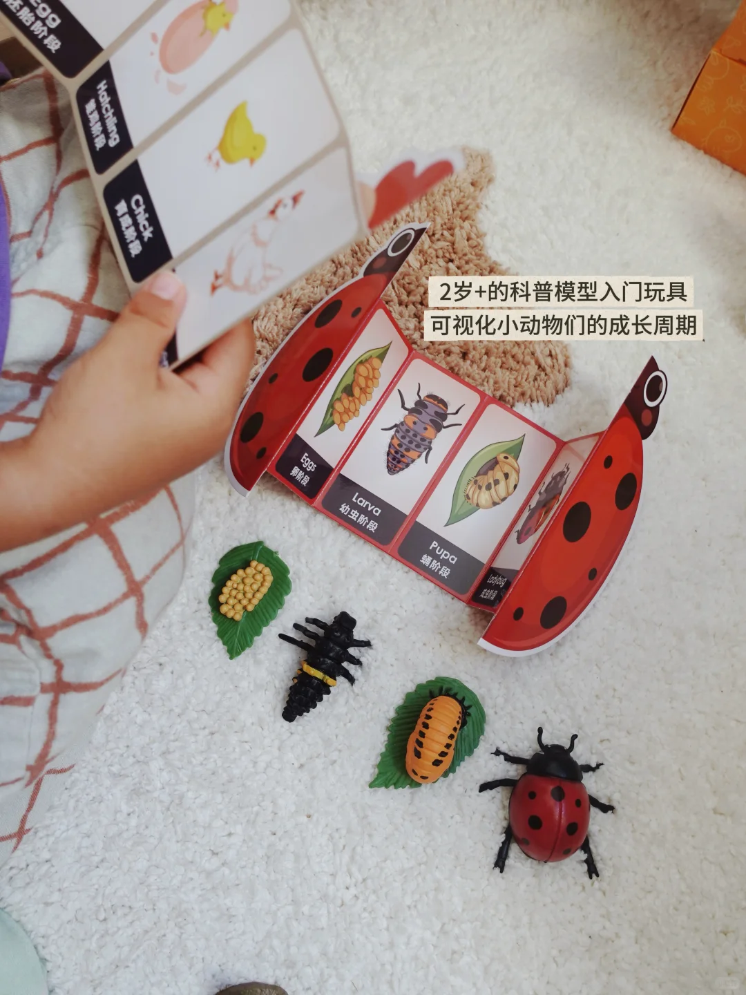 share｜不厌其烦收集的一些宝藏玩具?