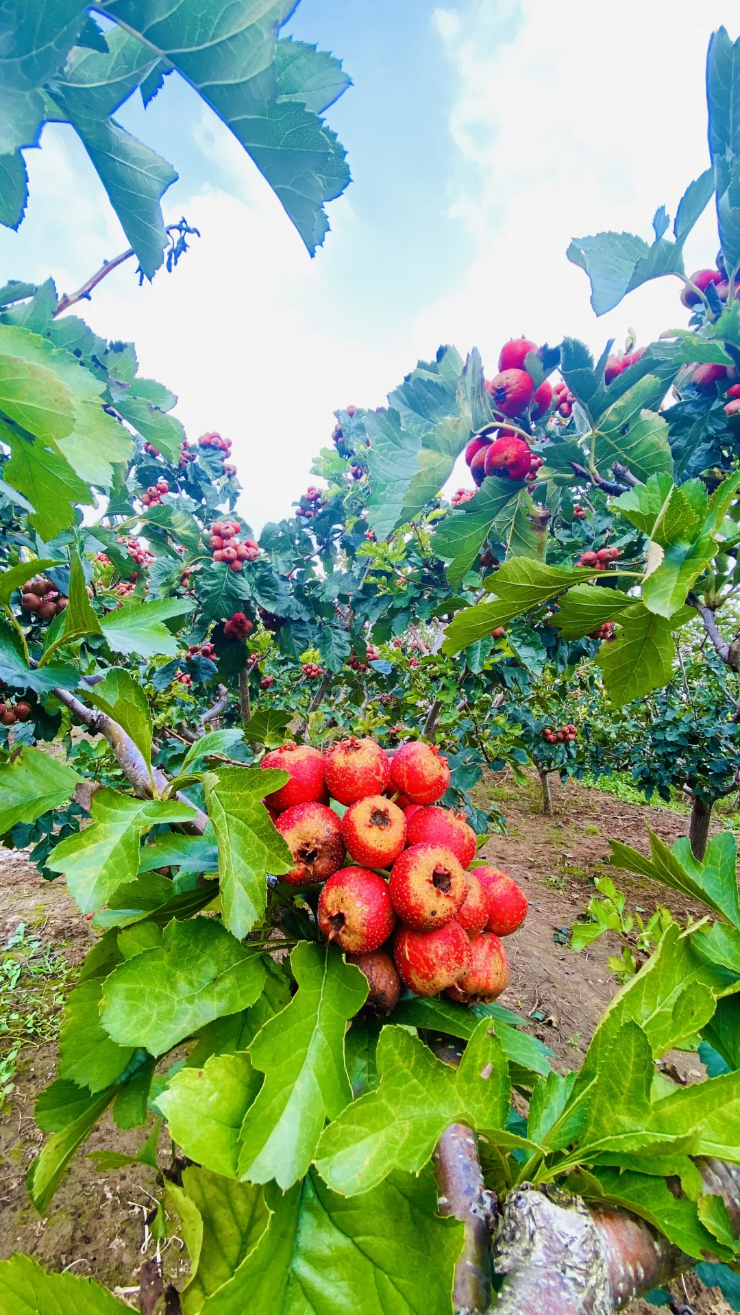 溯源：标签猫山楂园 神奇的山楂