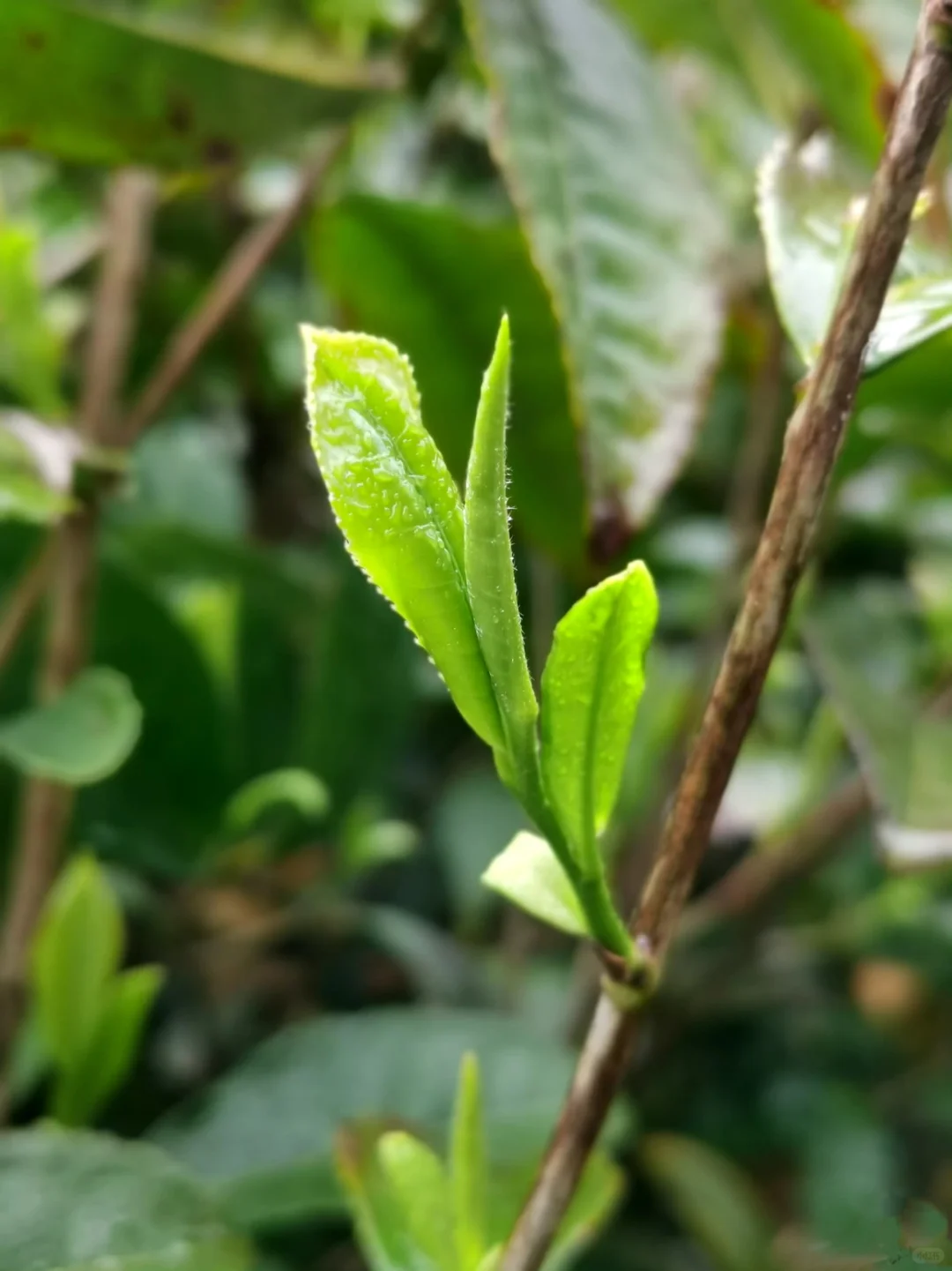 茶叶助农｜一份来自秦岭深处的?礼物