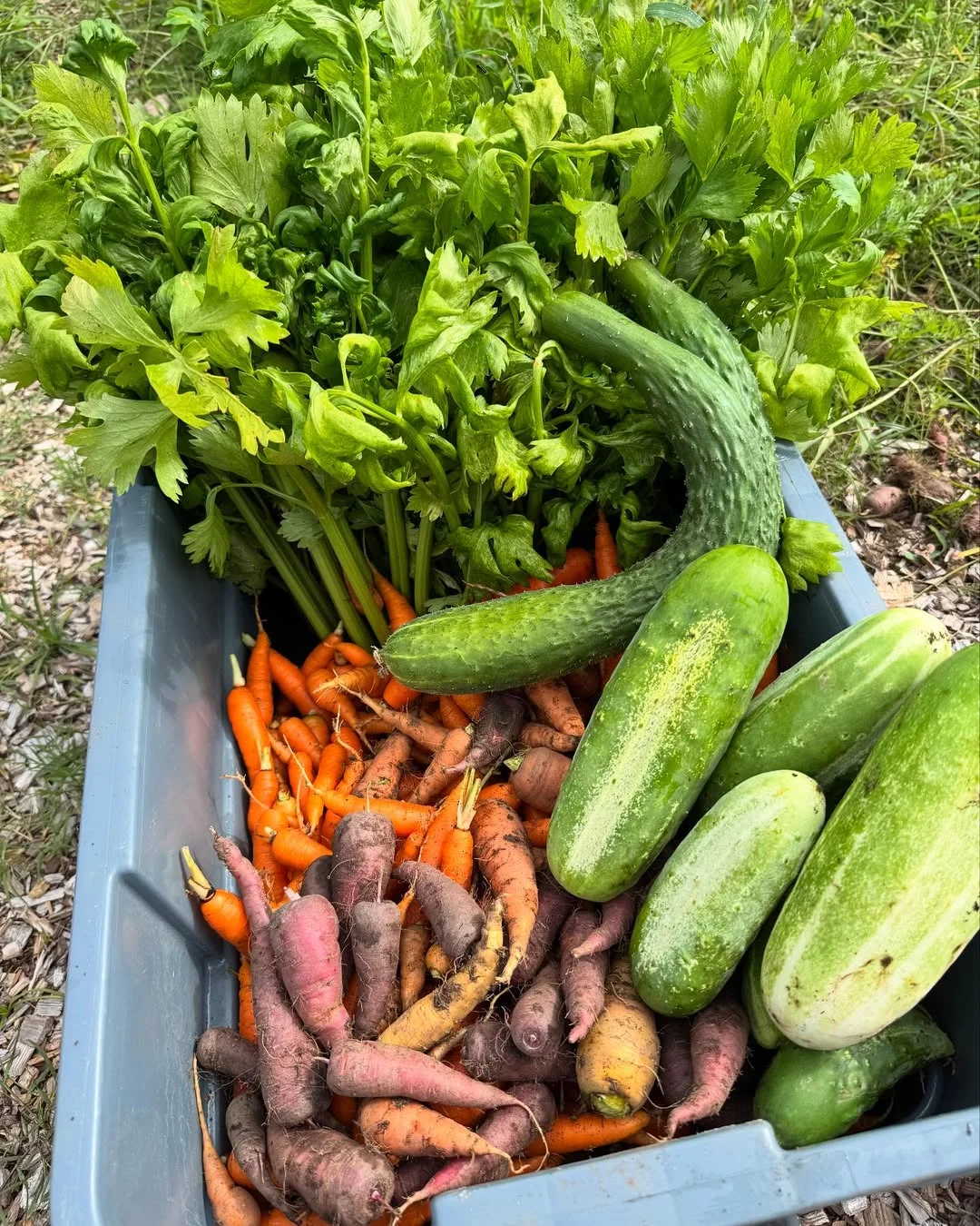 全年300➕ 蔬菜是孕妈妈宝宝辅食的选择