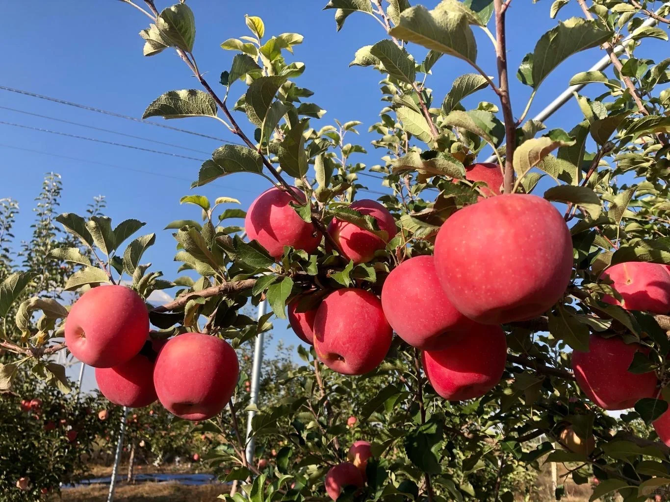 ?大学生助农|燕山苹果,咬一口燕赵风情,助