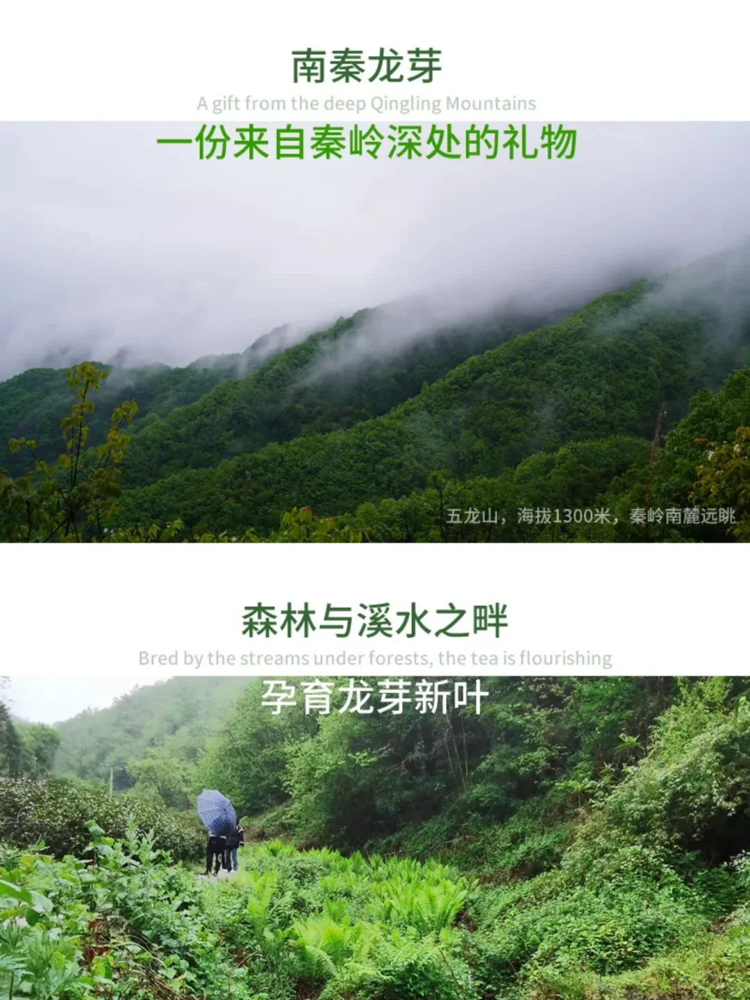 茶叶助农｜一份来自秦岭深处的?礼物