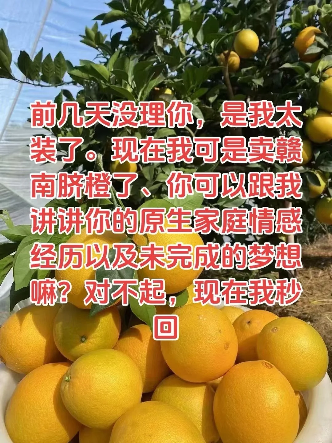 招代理啦!有帮忙卖赣南脐橙的兄弟姐妹不