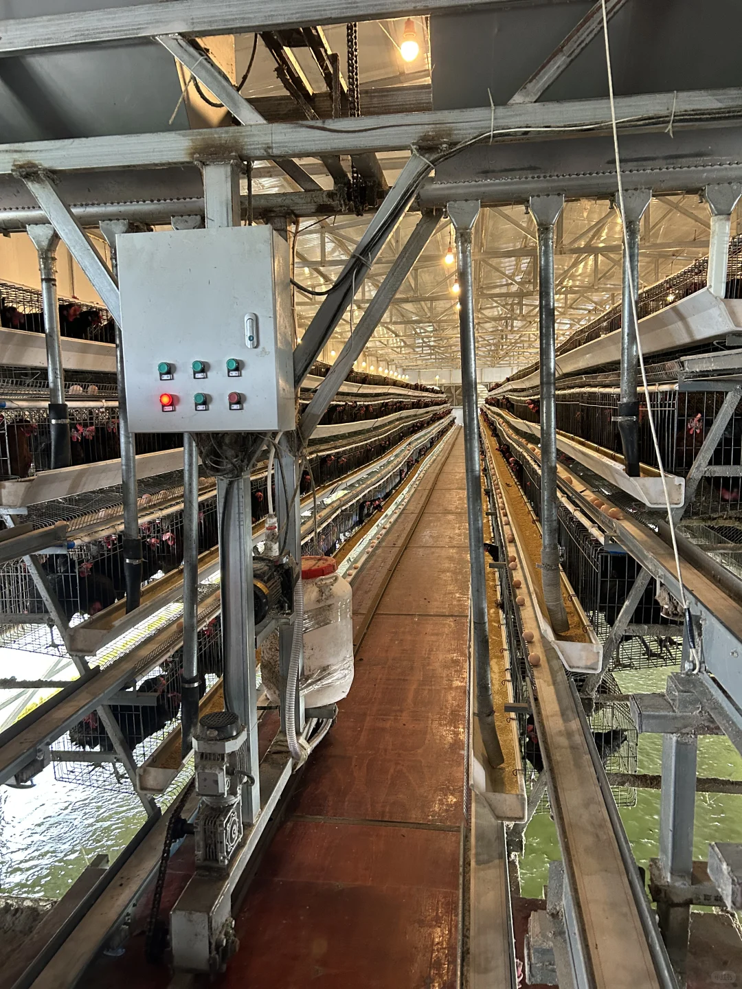 全自动化循环养鸡?，新型副业？