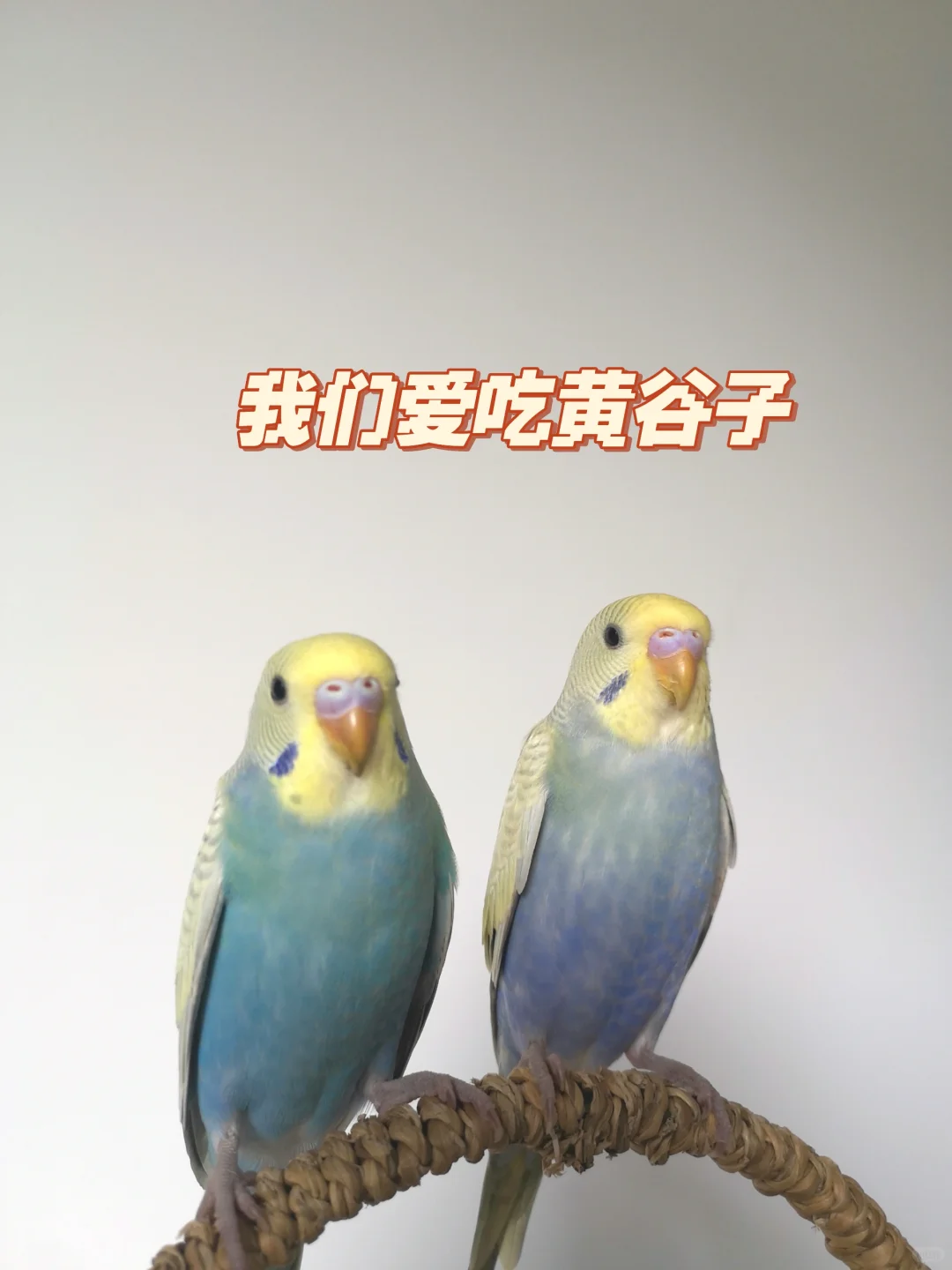 黄谷子-鹦鹉主粮