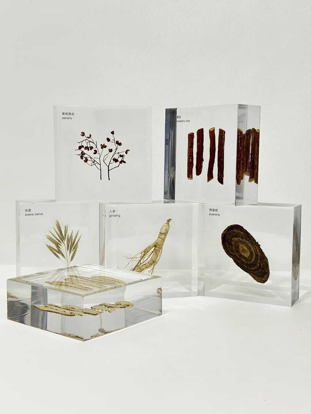 客订分享 植物标本文化墙