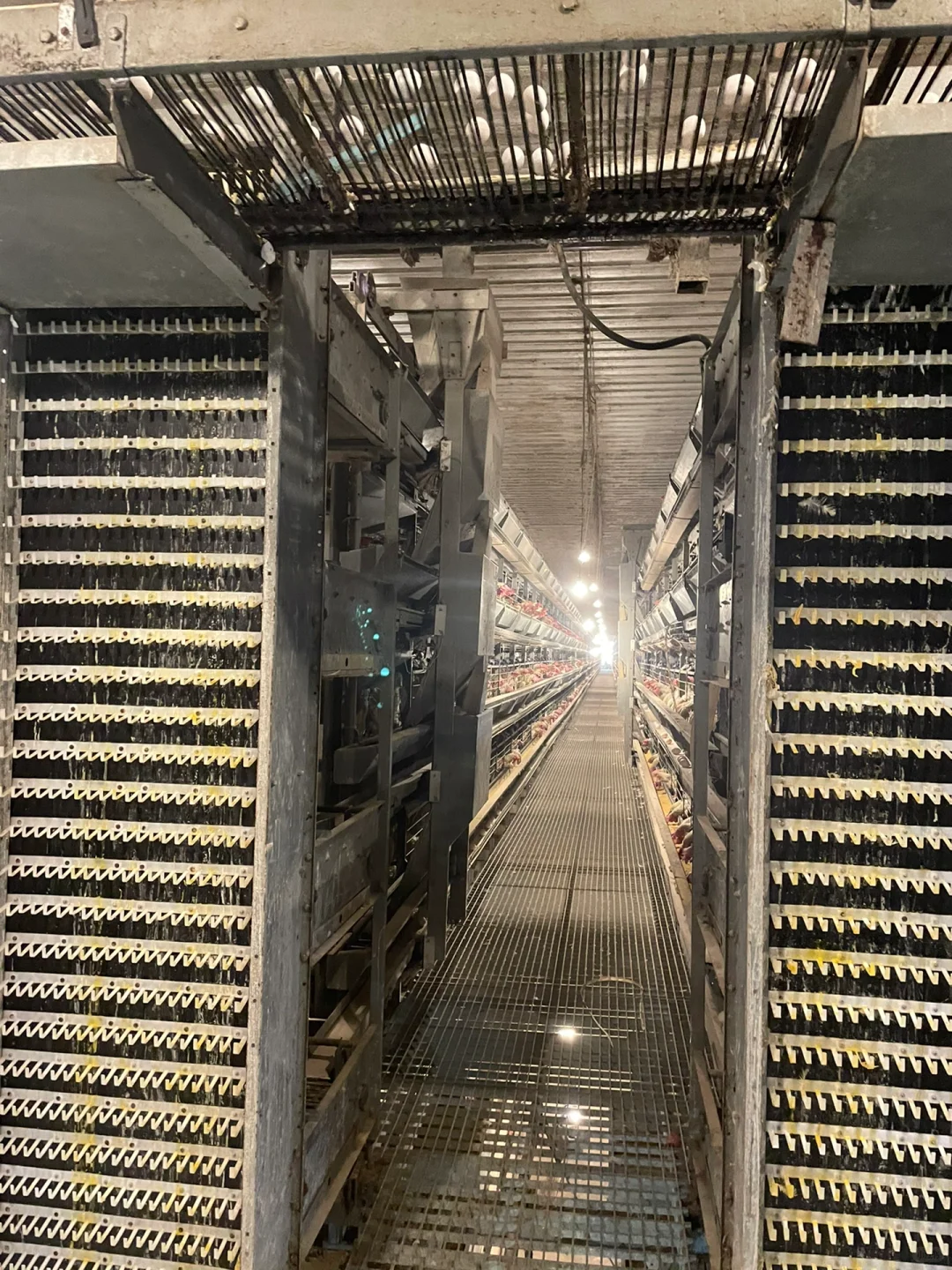 第一次去养鸡场参观