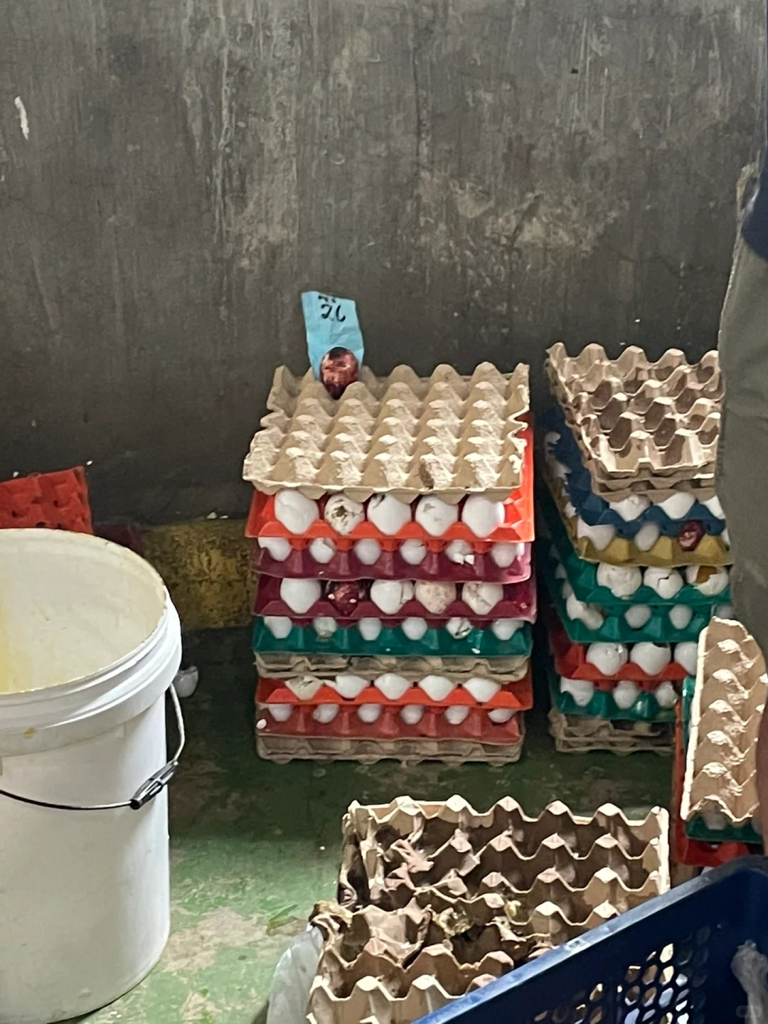 第一次去养鸡场参观