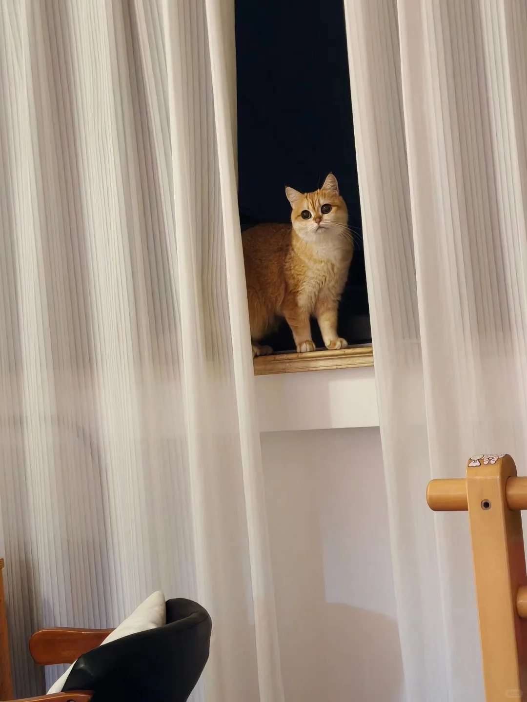 I、II、III型胶原蛋白