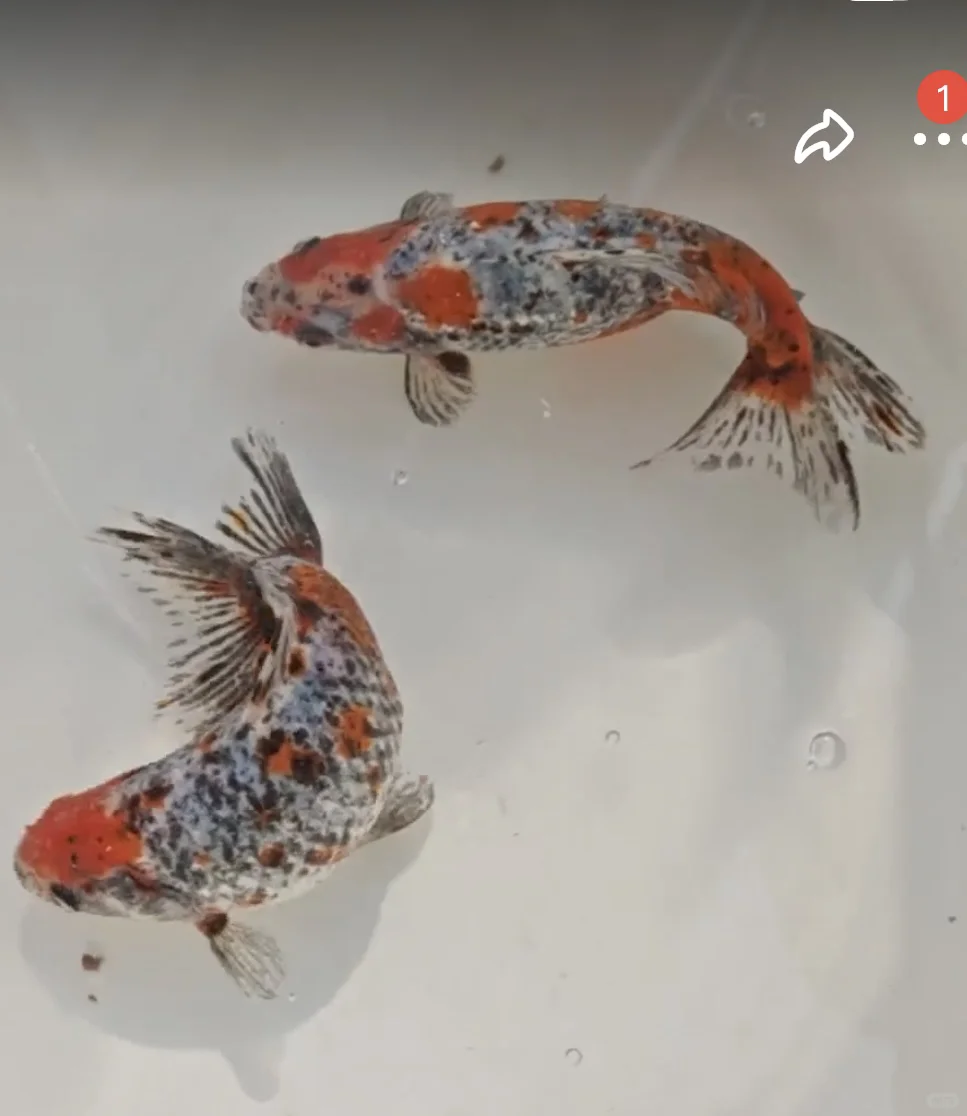 大家的合金金鱼哪里买的