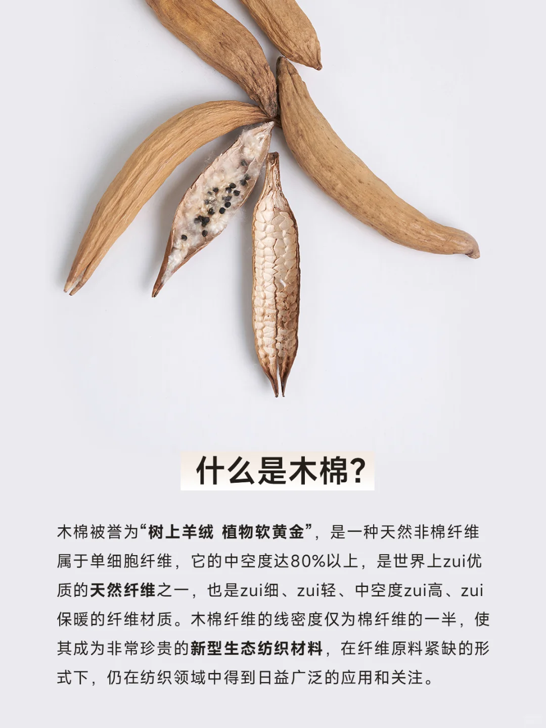 Y+系列 | 什么是木棉