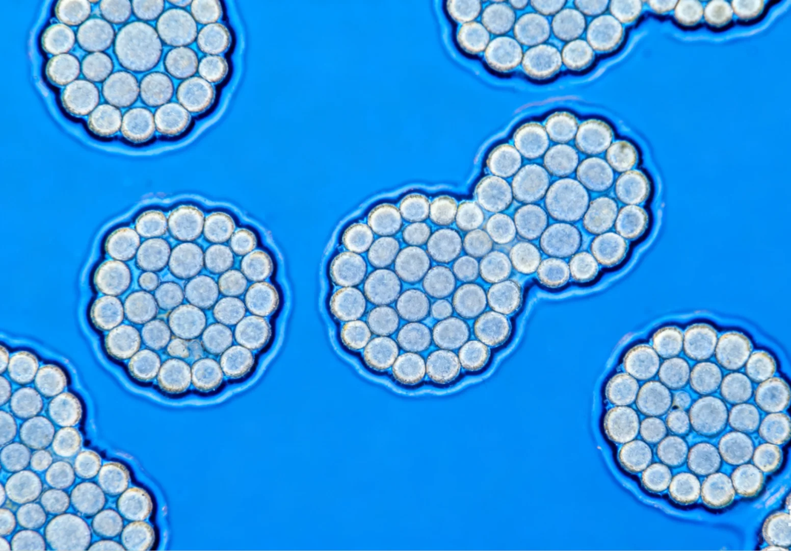 细胞平板克隆实验