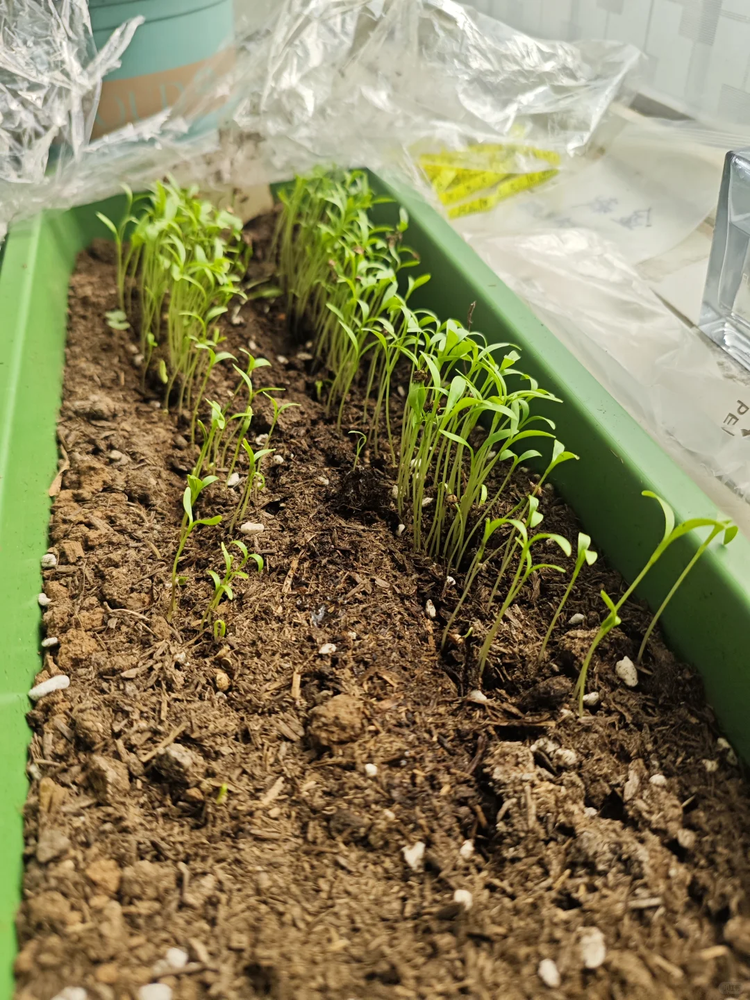 适合新手懒人种植的蔬菜清单