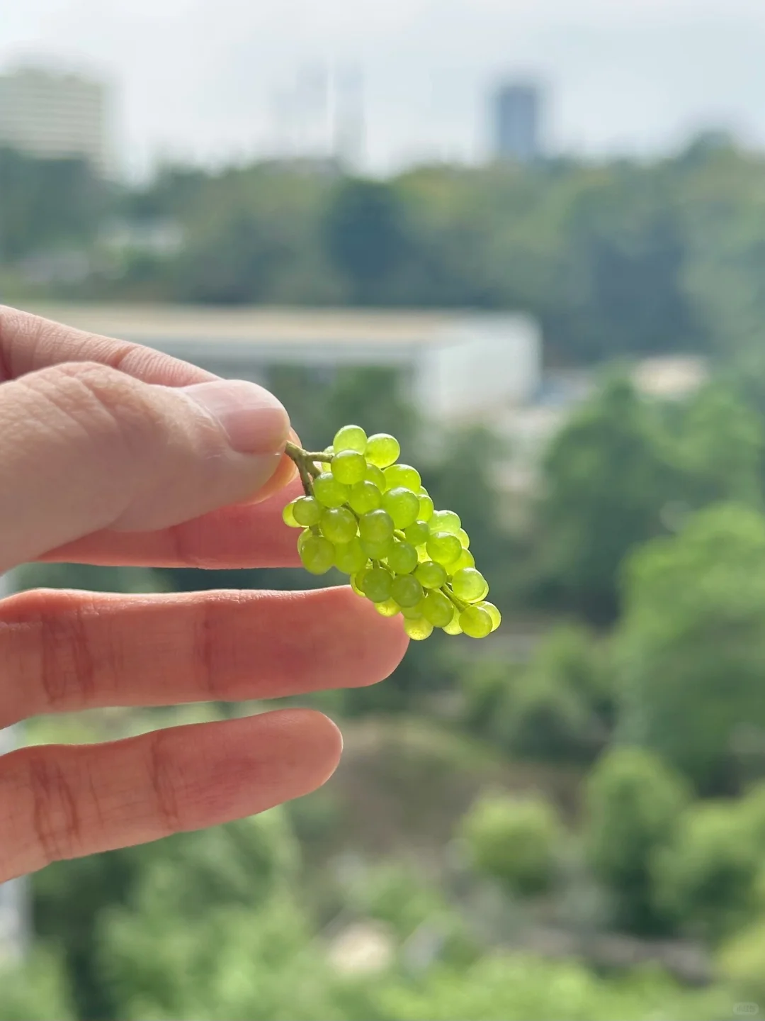 除了葡萄，还有青提！