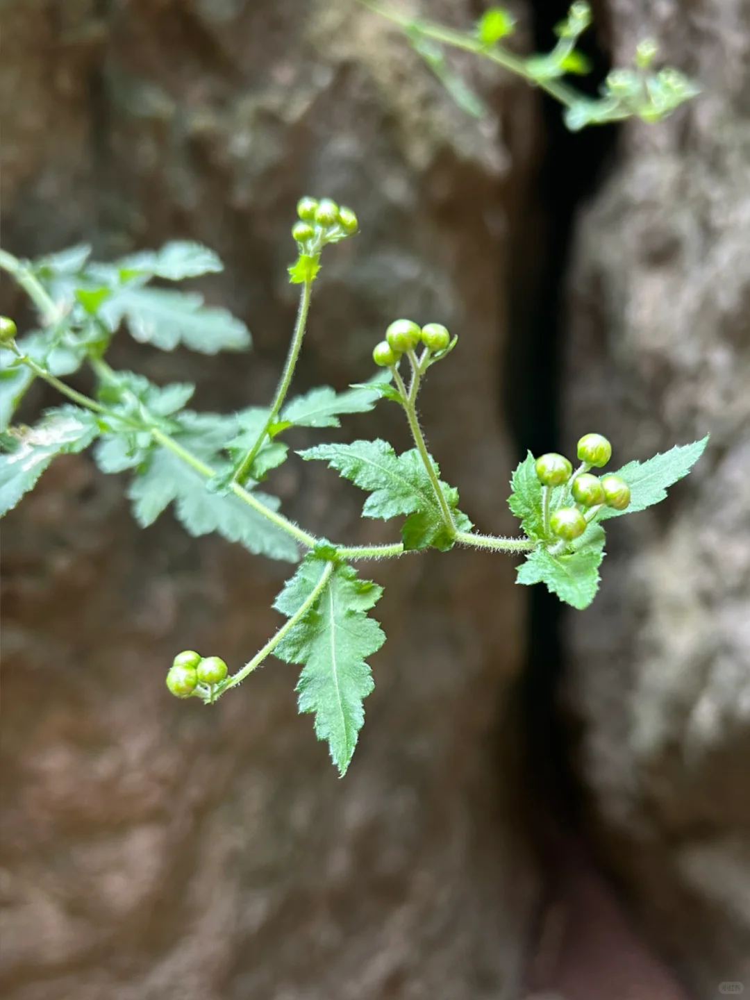 正念写画日课｜23.记得我来自菊乡