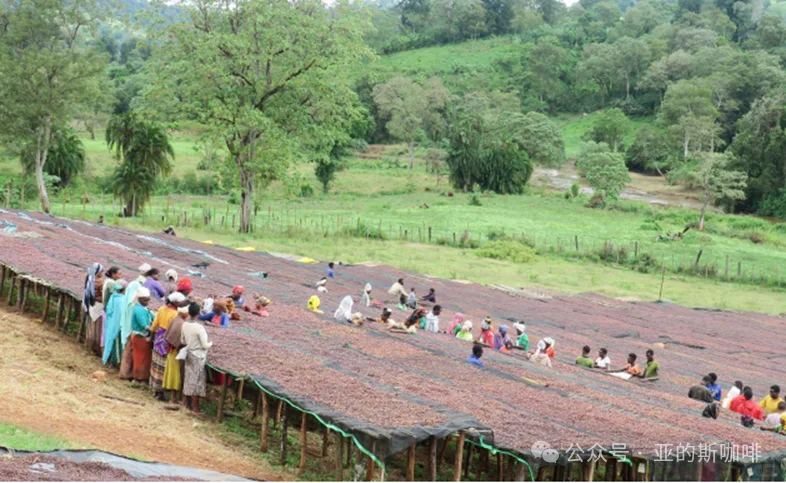 耶加雪菲 科克.夏栏处理站与超级日晒