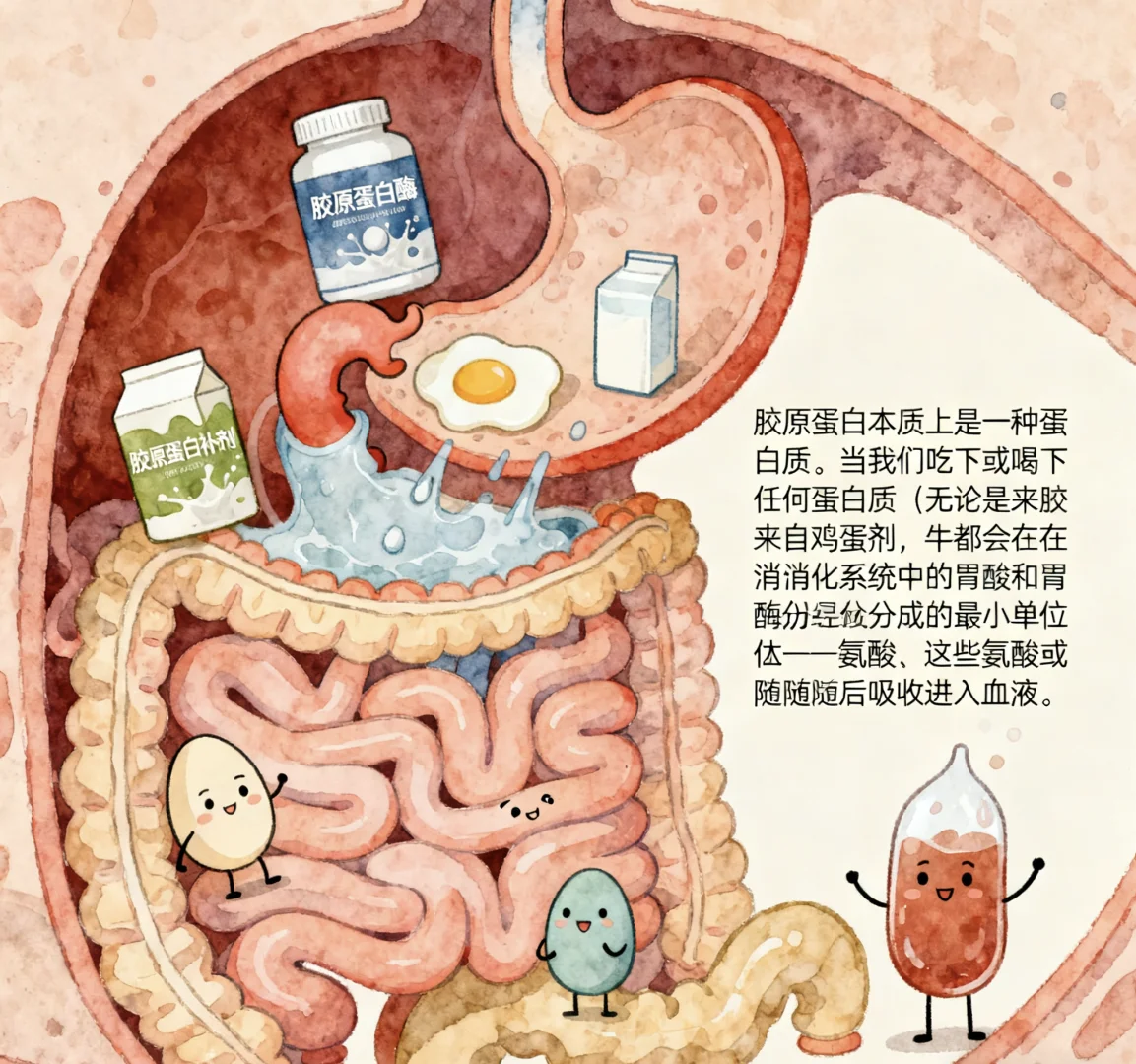 口服胶原蛋白是不是智商税？