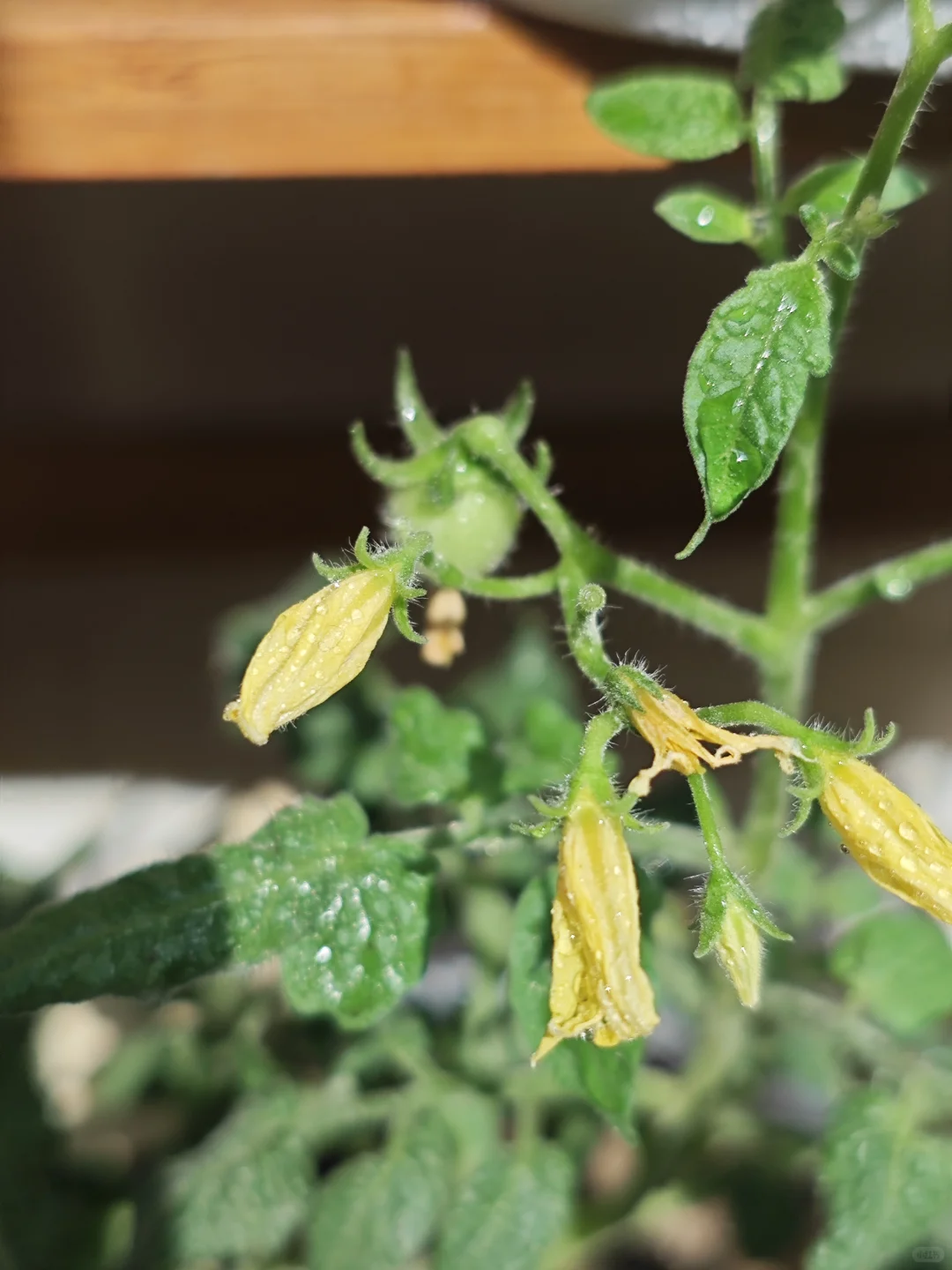 适合新手懒人种植的蔬菜清单